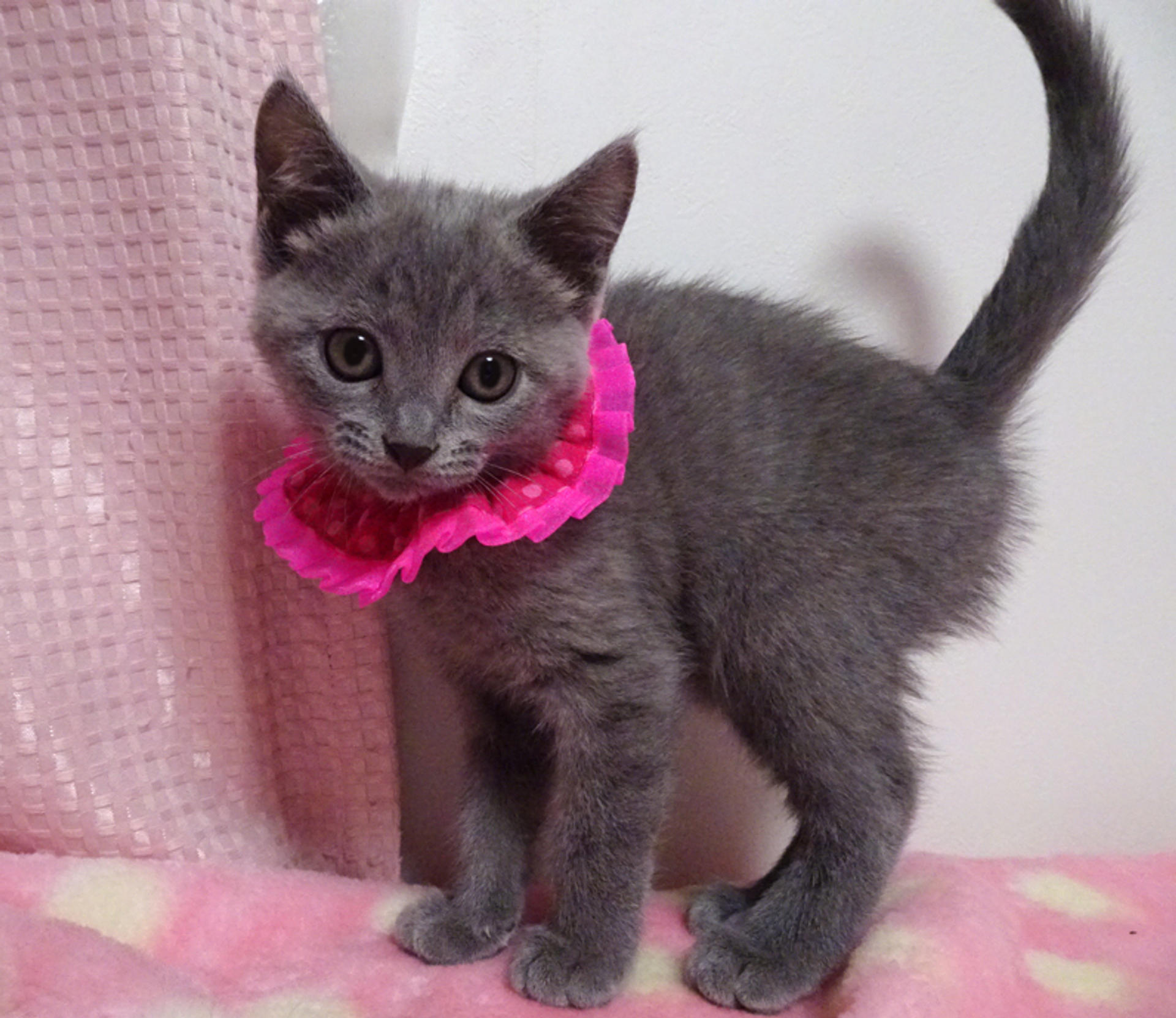 pet-image-5