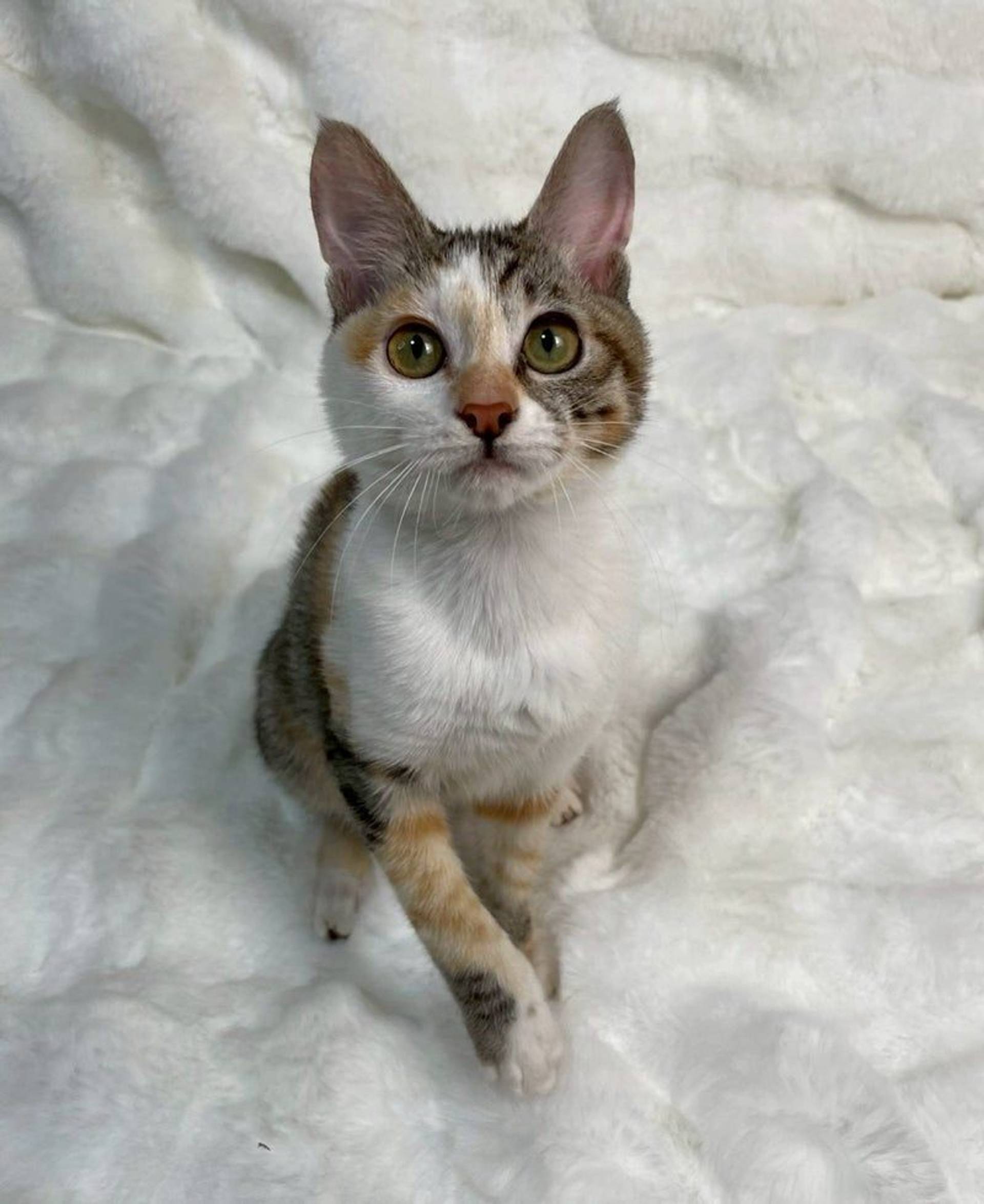 雑種（ミックス猫）・メスの里親募集の写真