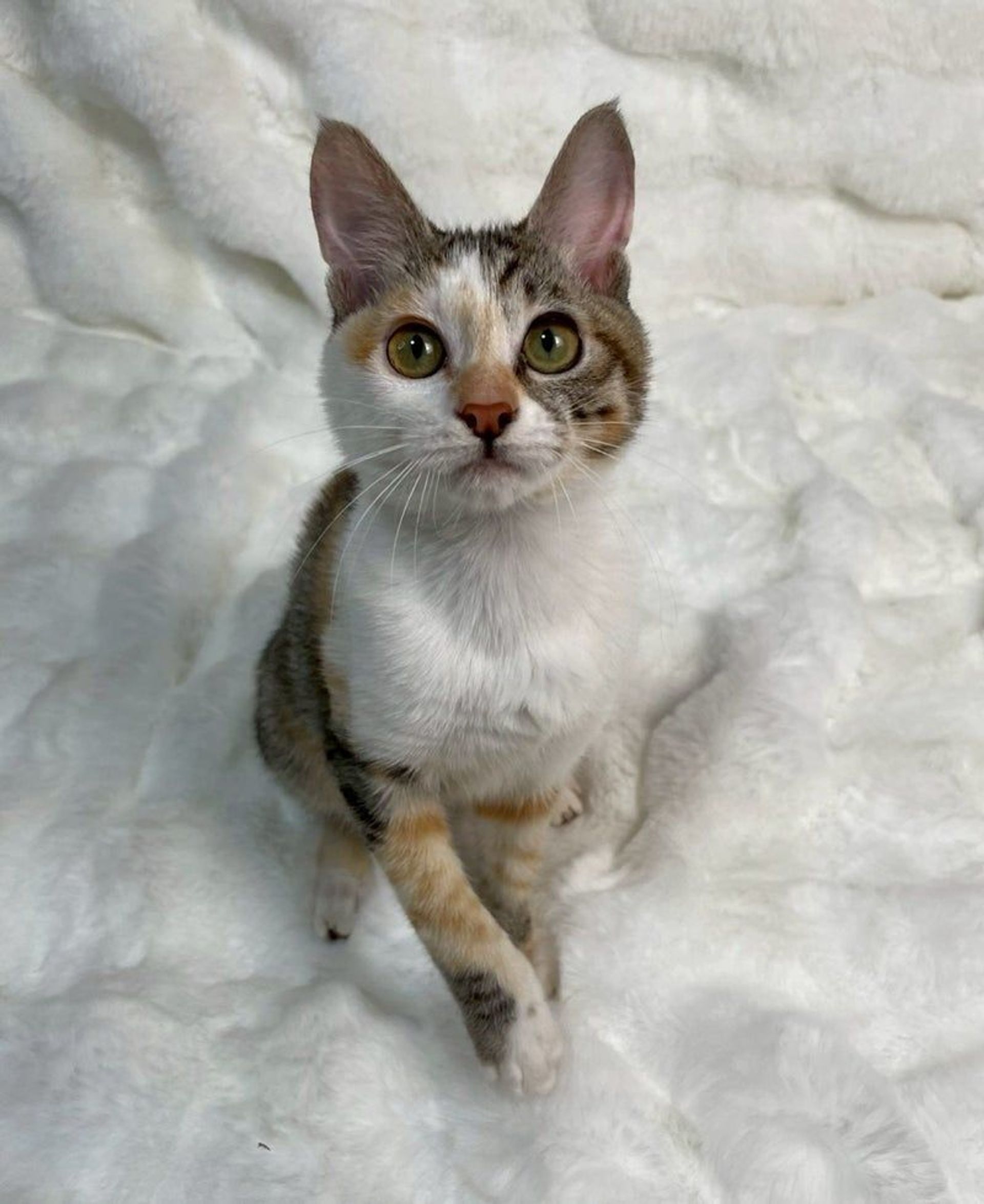 雑種（ミックス猫）・メスの里親募集の写真