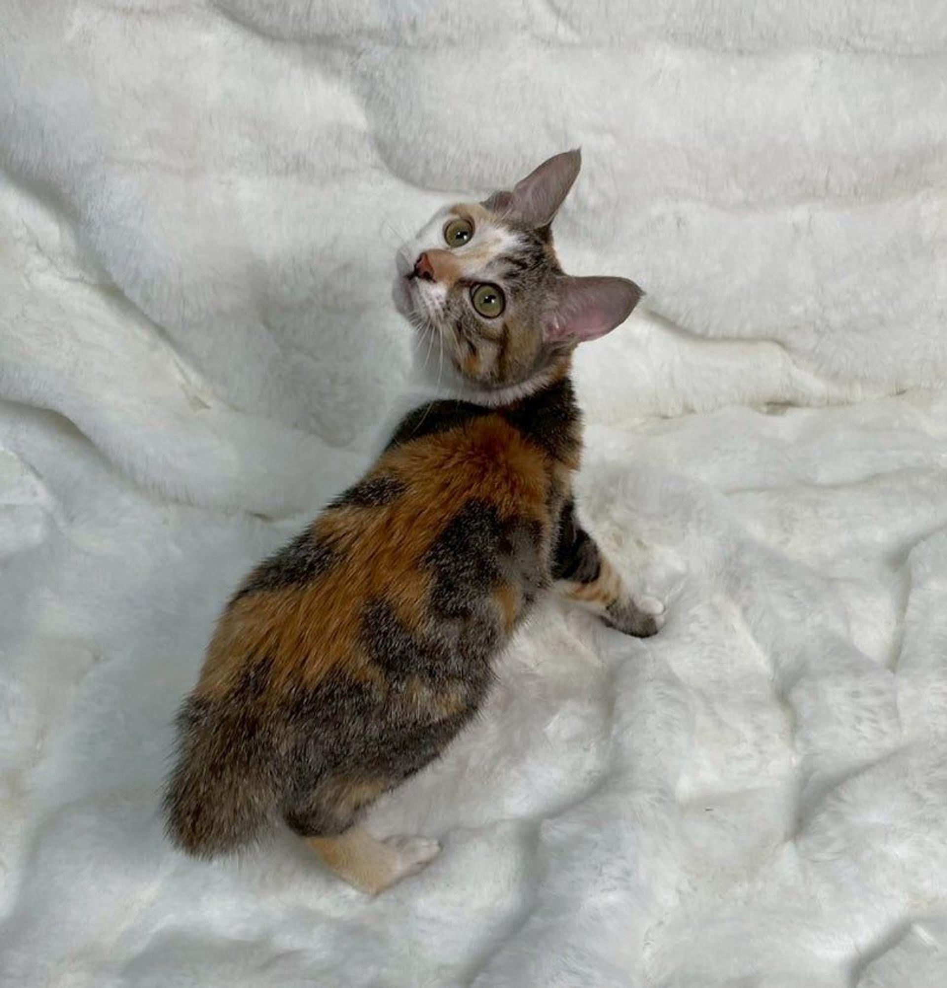 pet-image-4