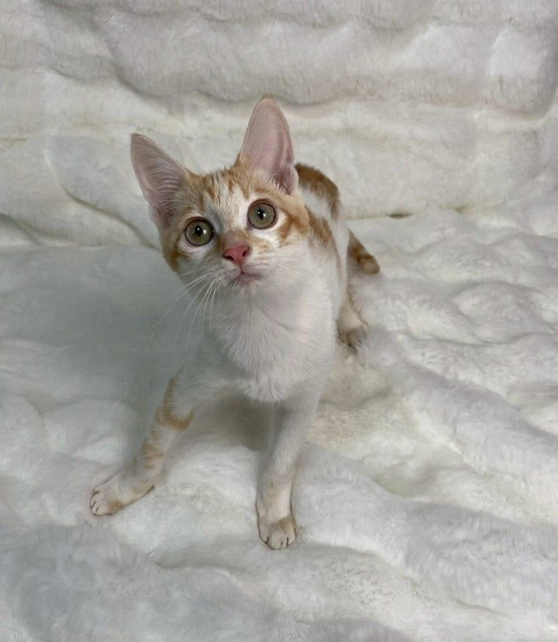 pet-image-3