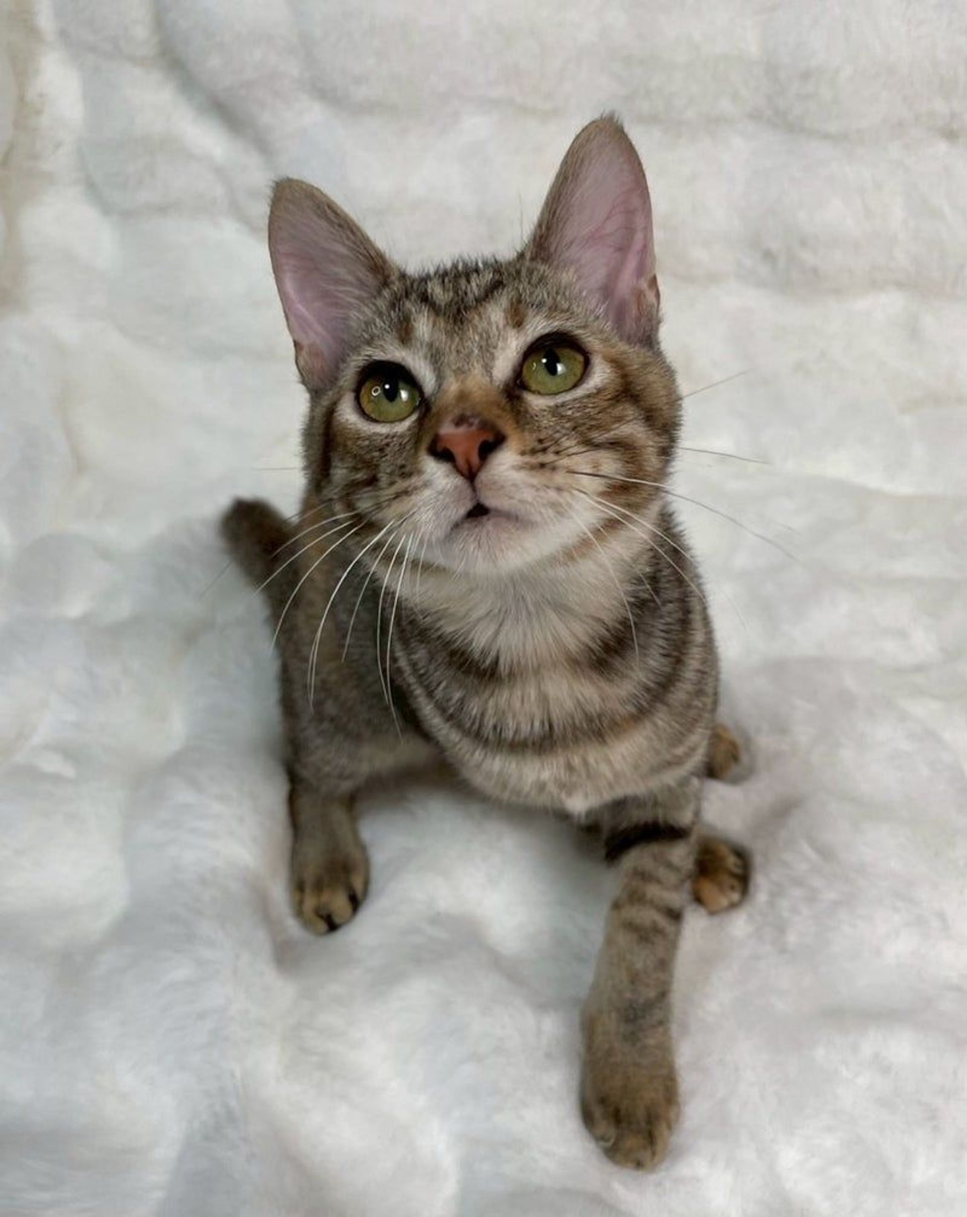 雑種（ミックス猫）・メスの里親募集の写真
