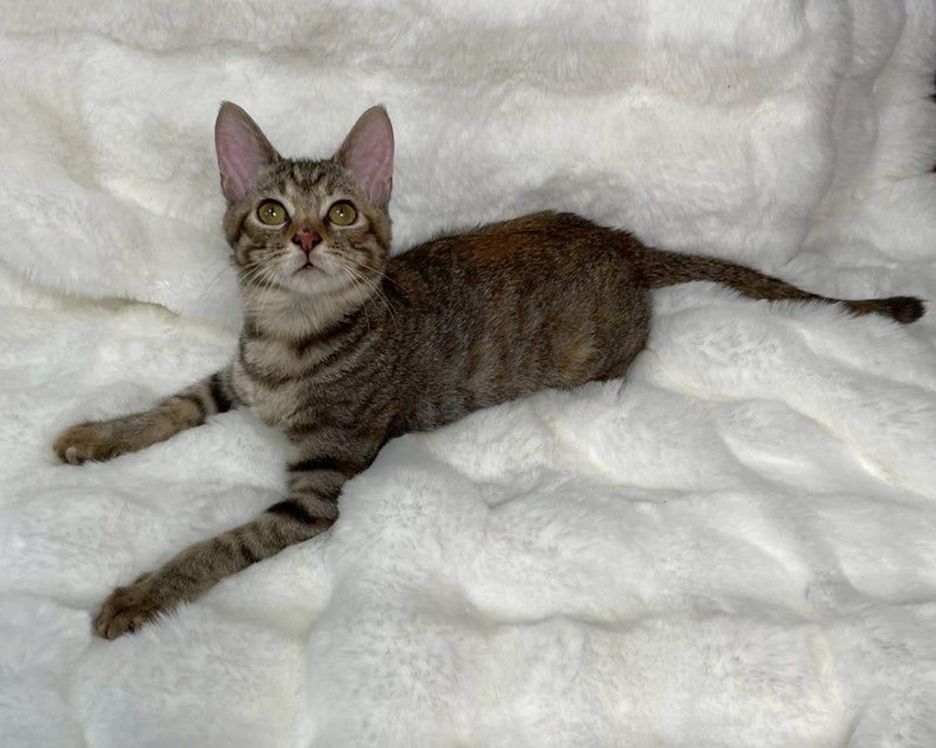 pet-image-3