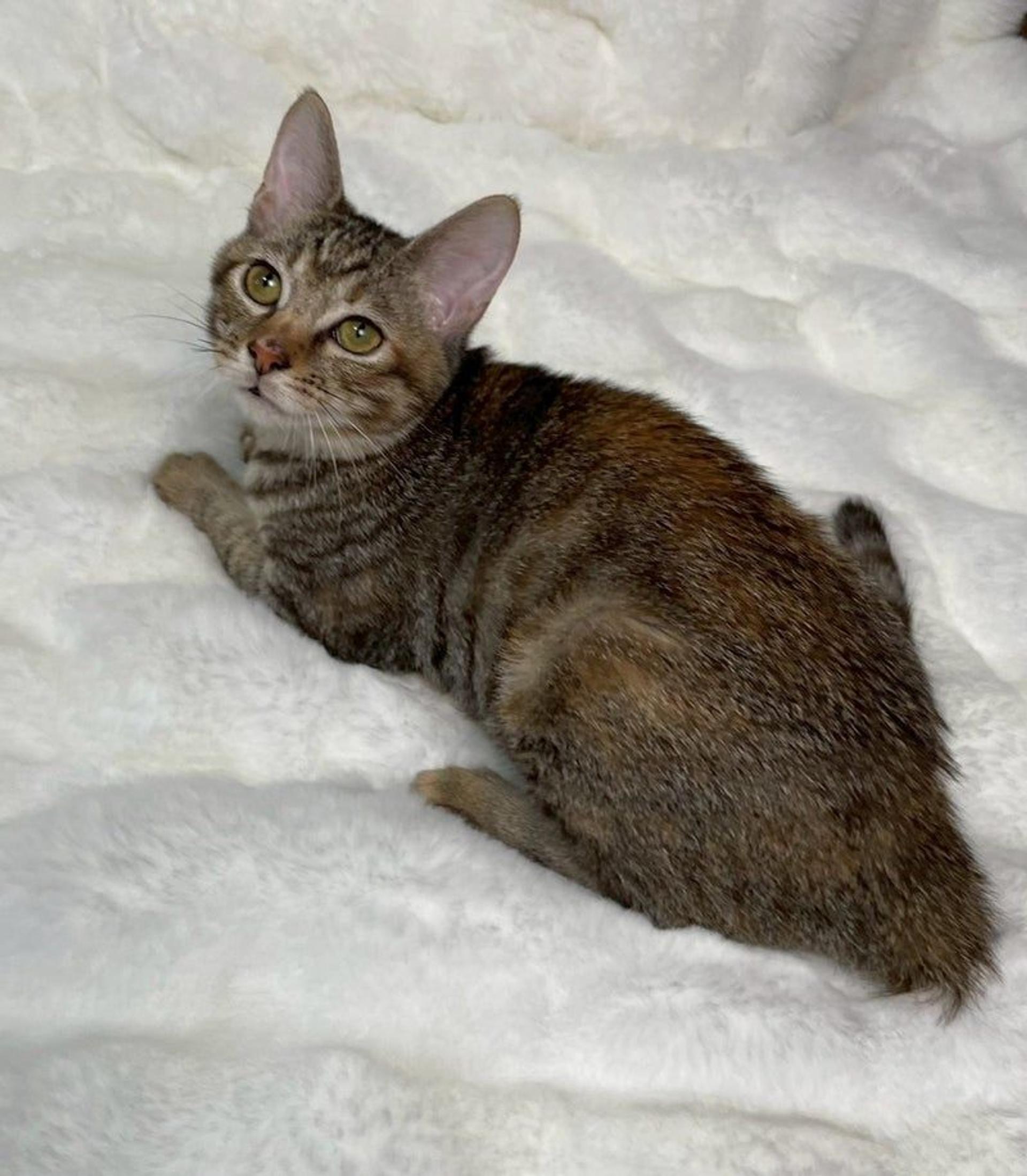 pet-image-4
