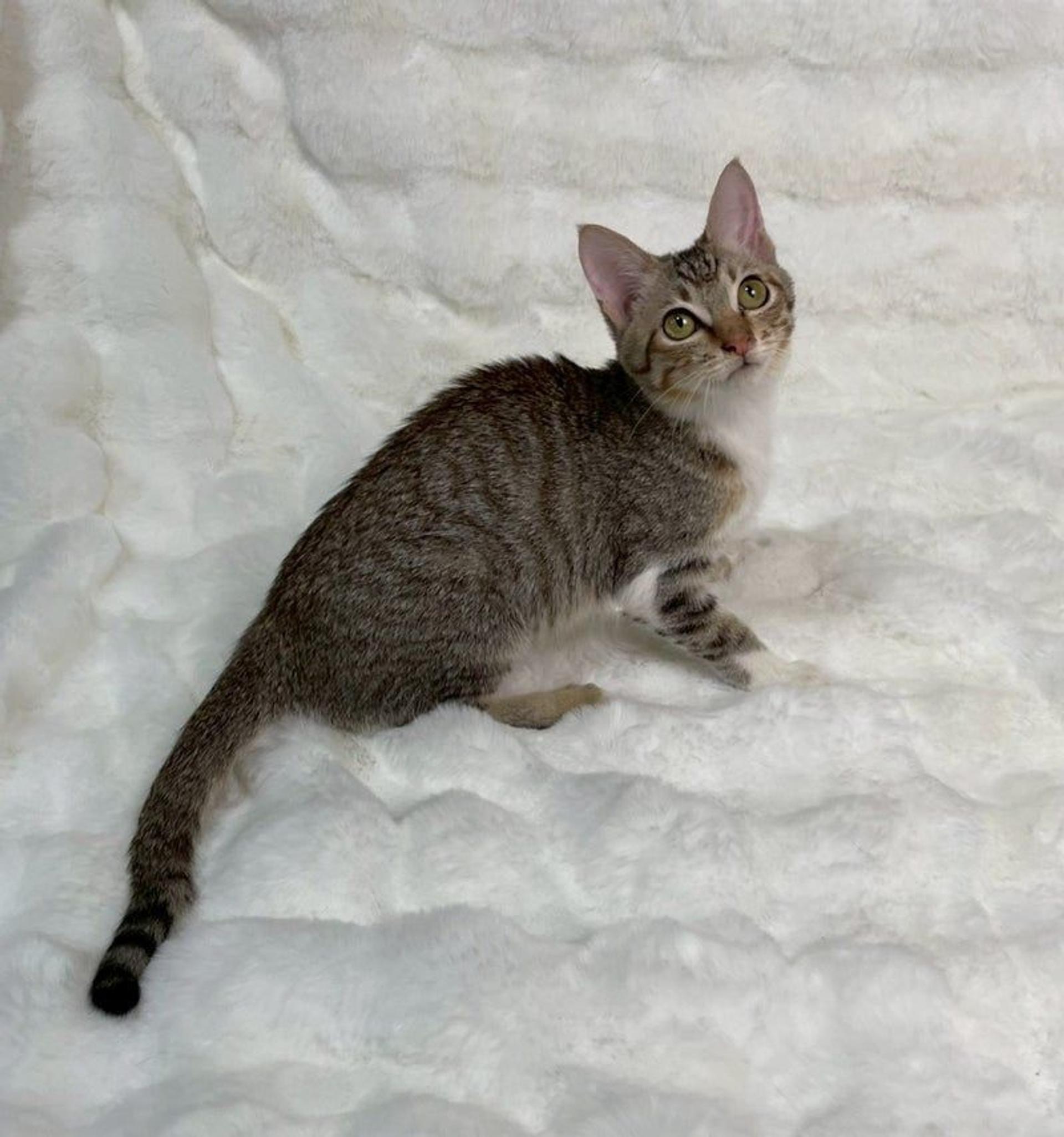 pet-image-4