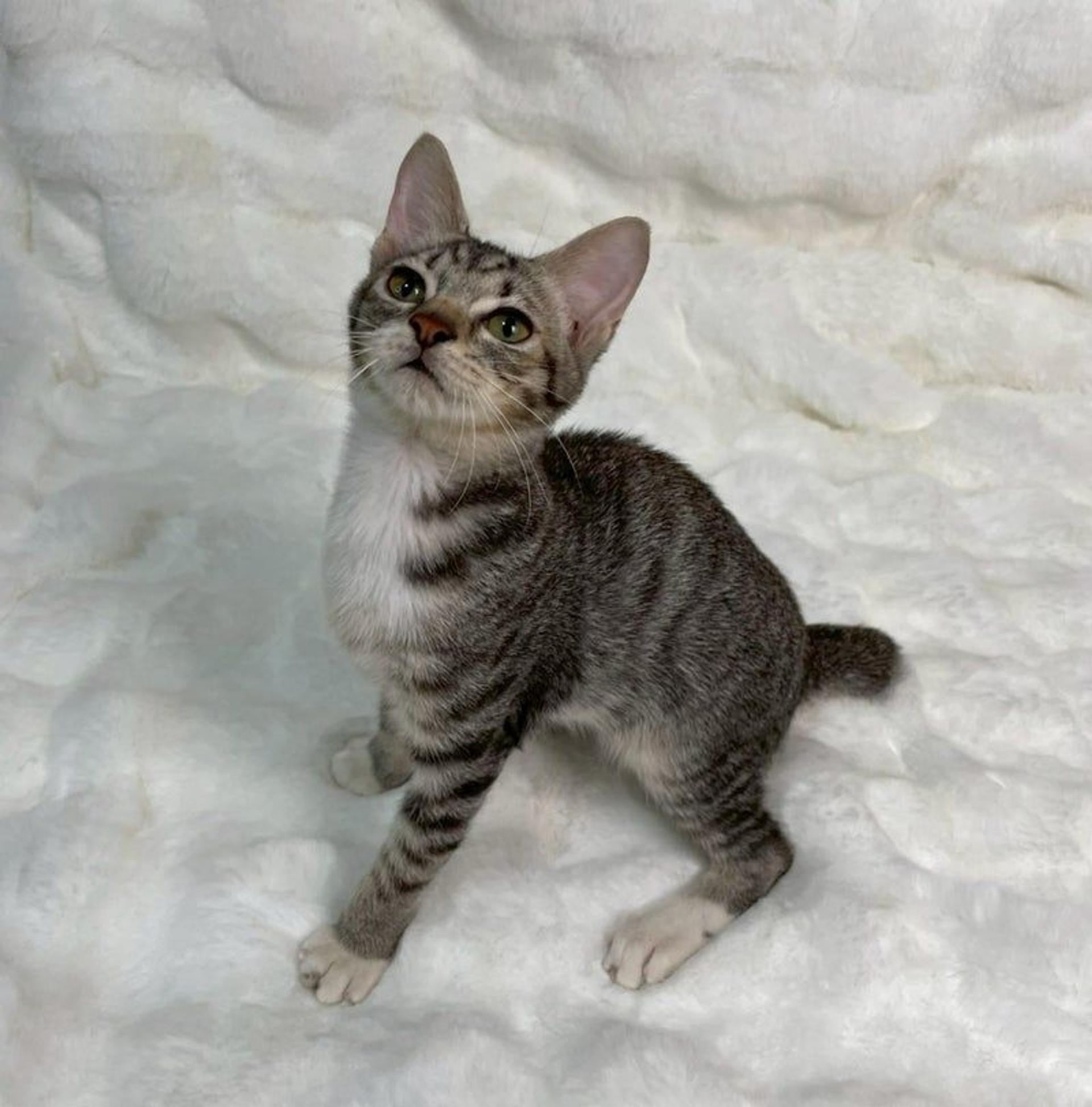 pet-image-4