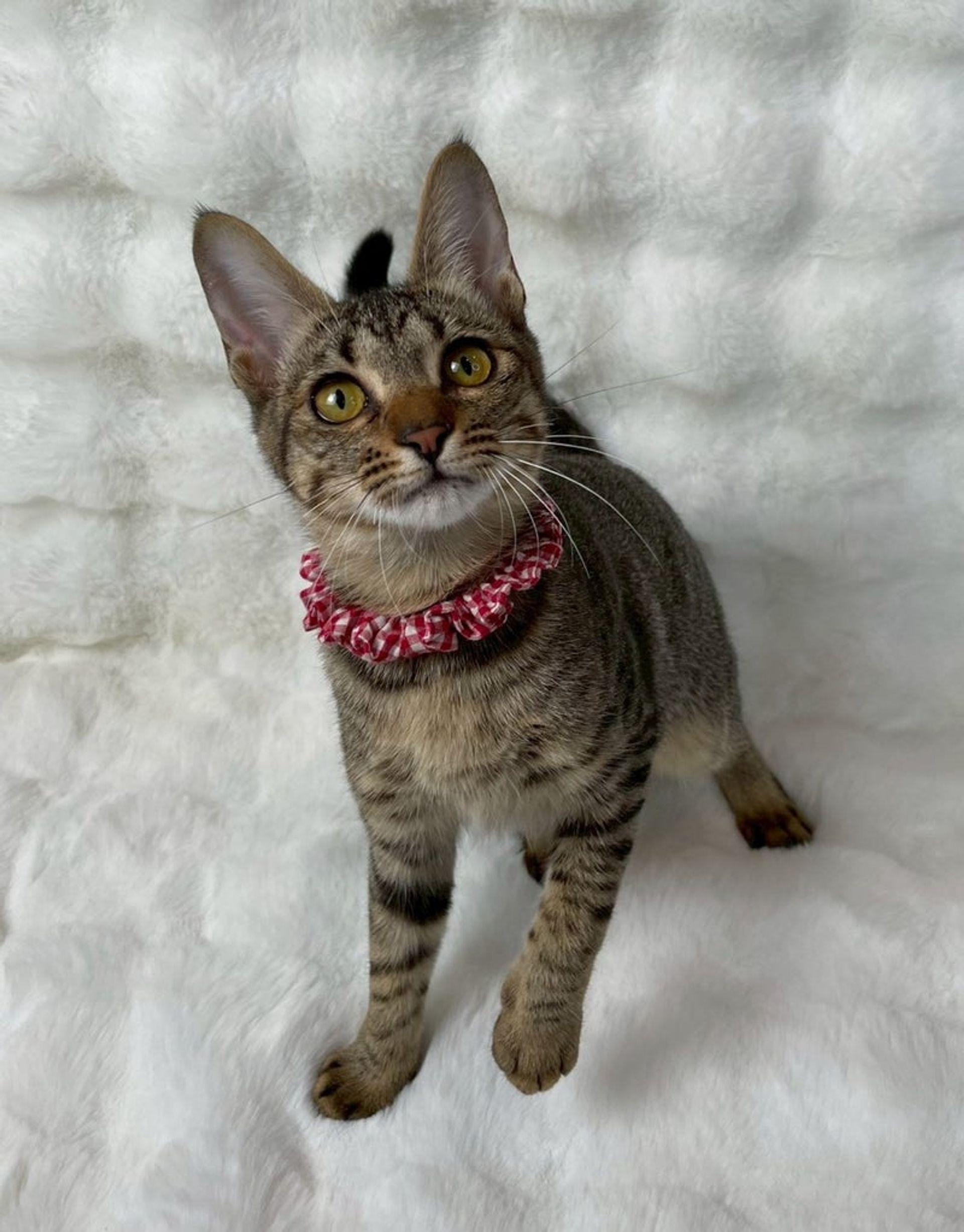 雑種（ミックス猫）・メスの里親募集の写真