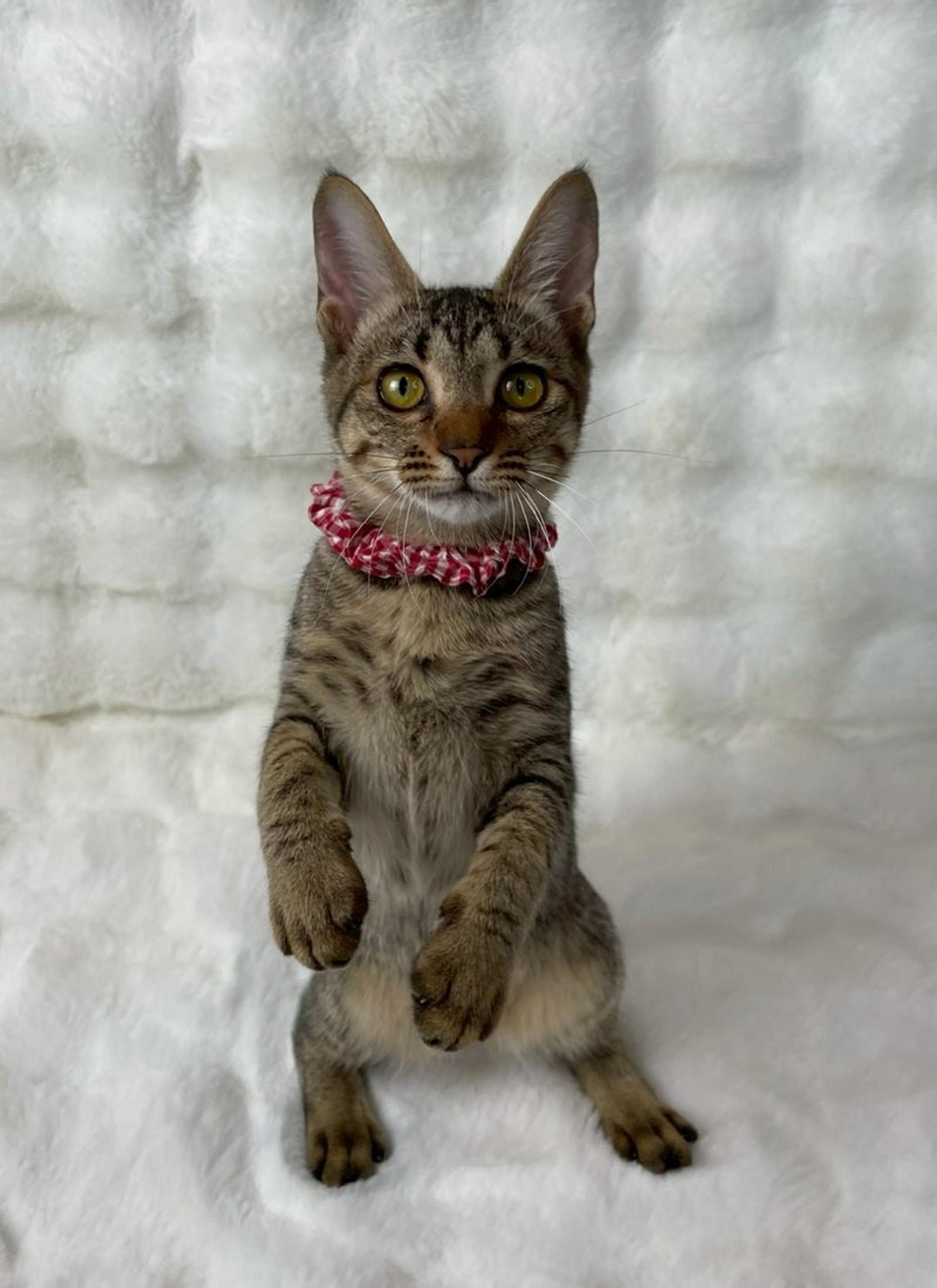pet-image-4