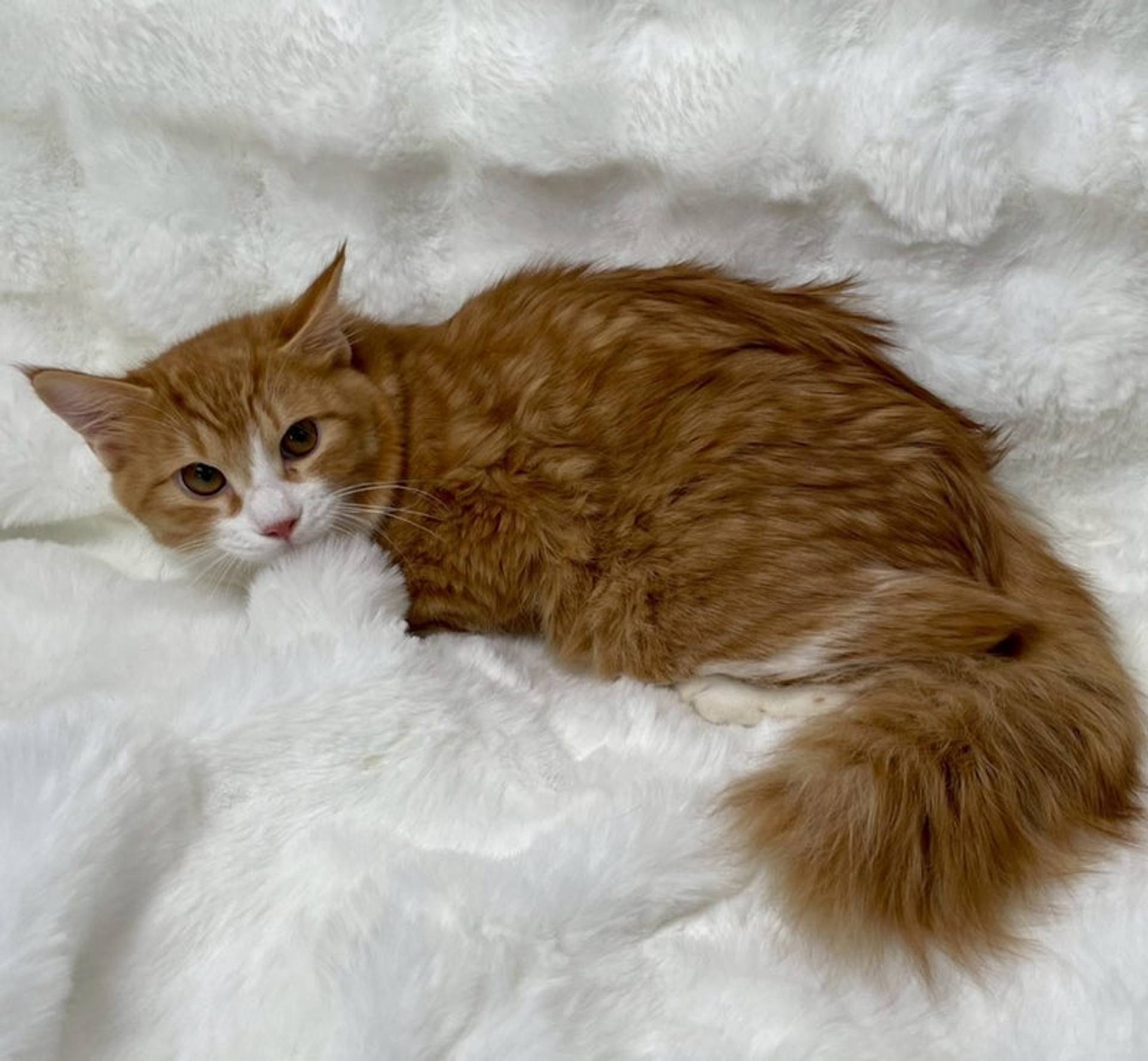 雑種（ミックス猫）・オスの里親募集の写真