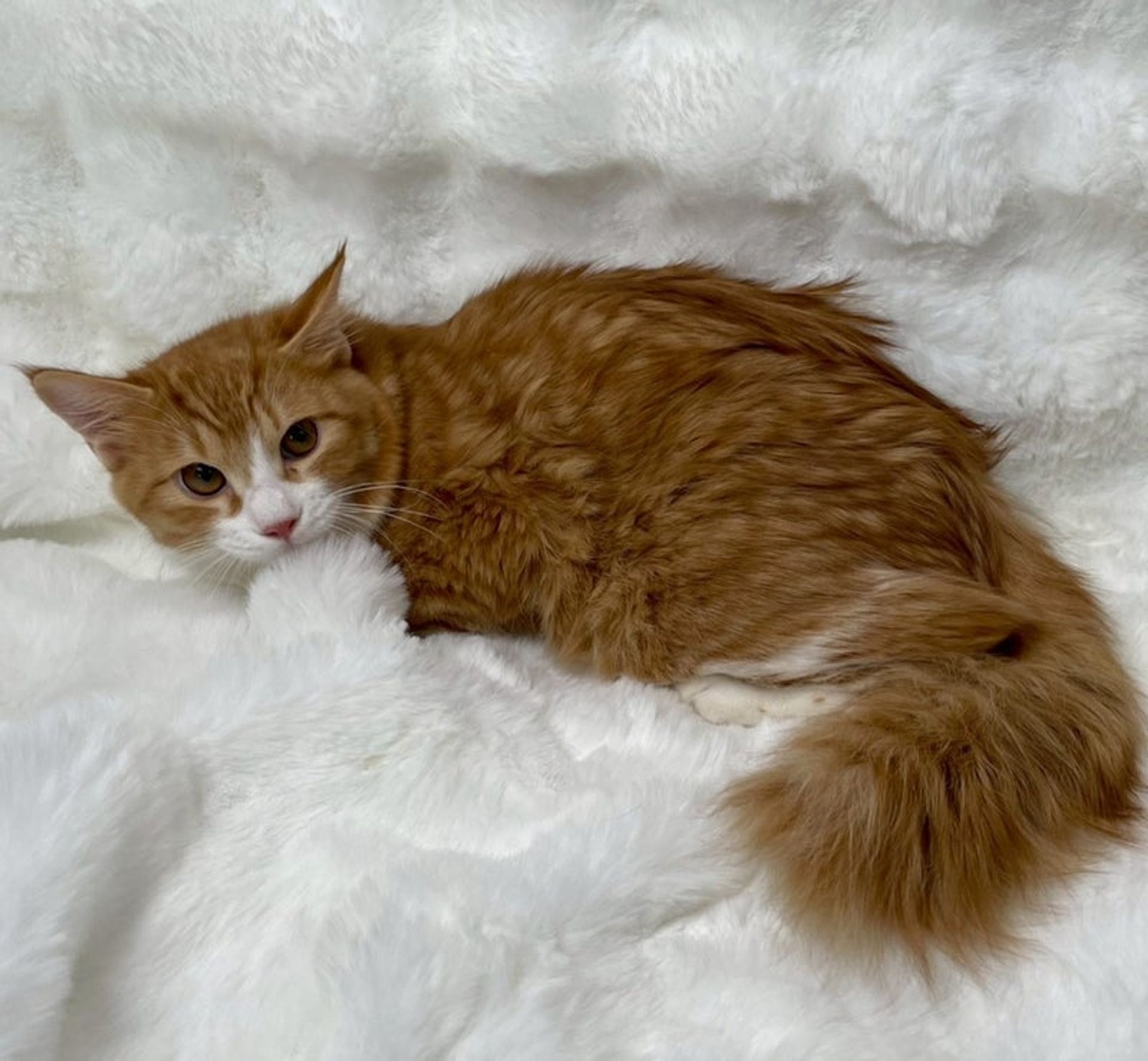 雑種（ミックス猫）・オスの里親募集の写真