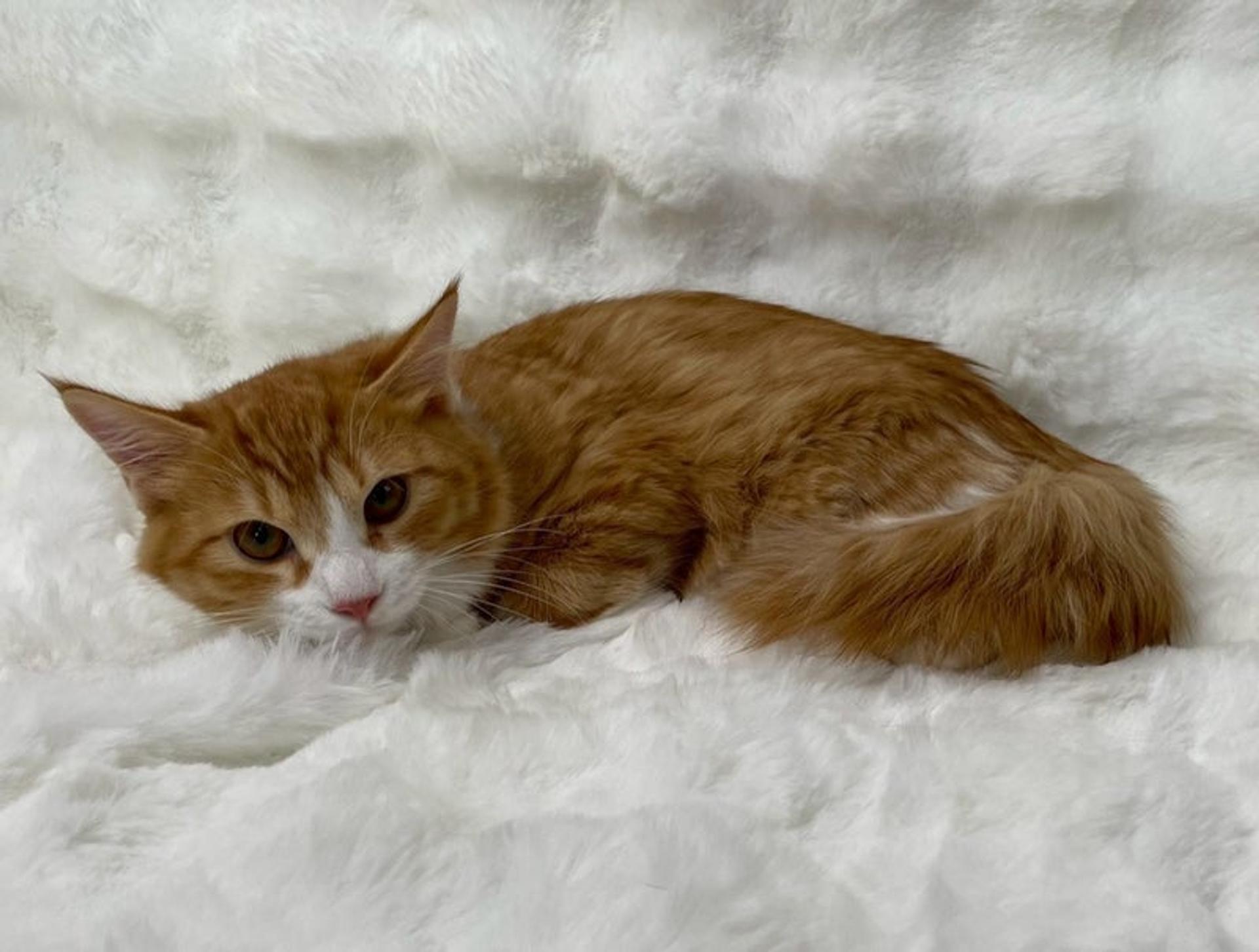 pet-image-4