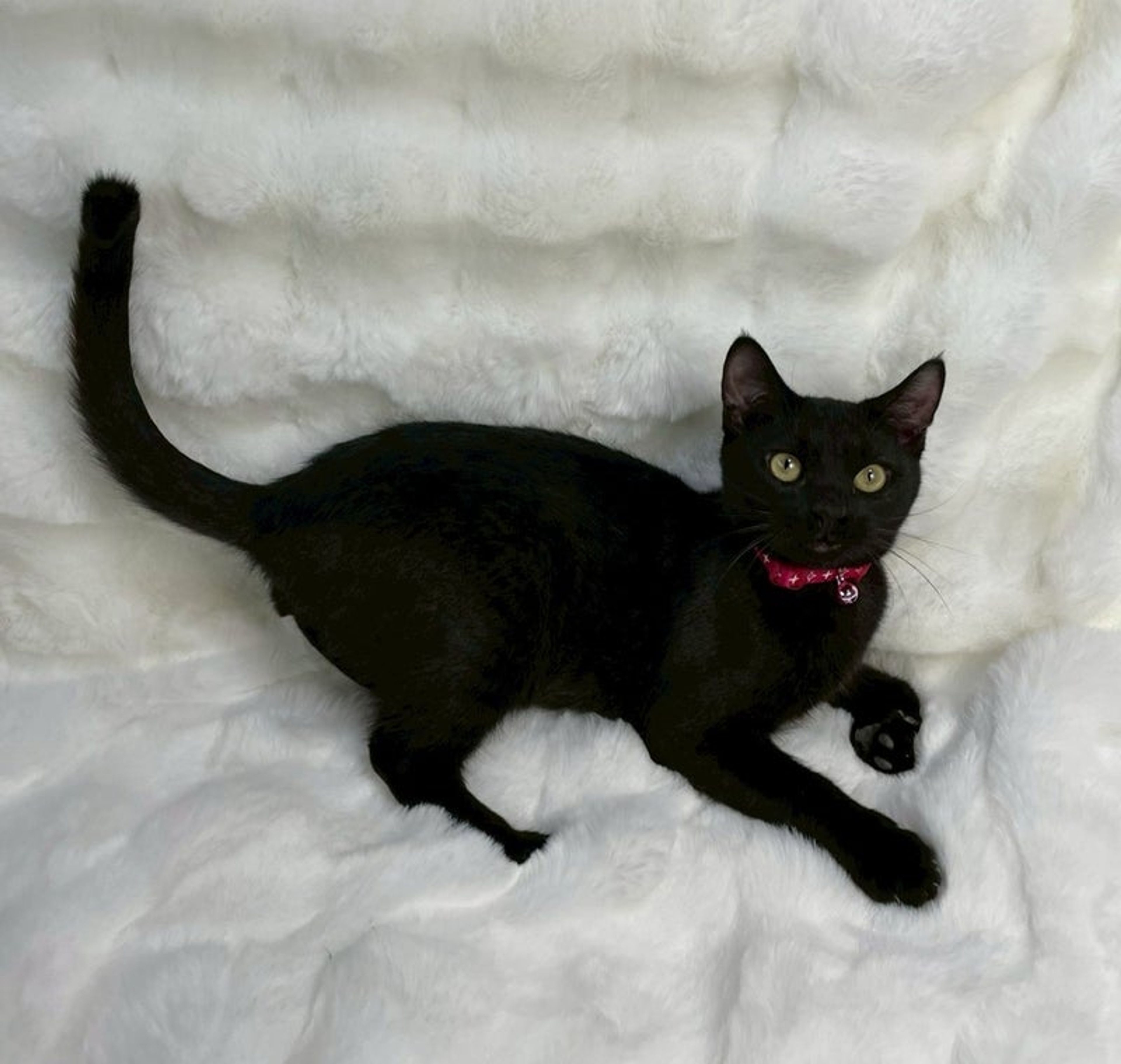 pet-image-2