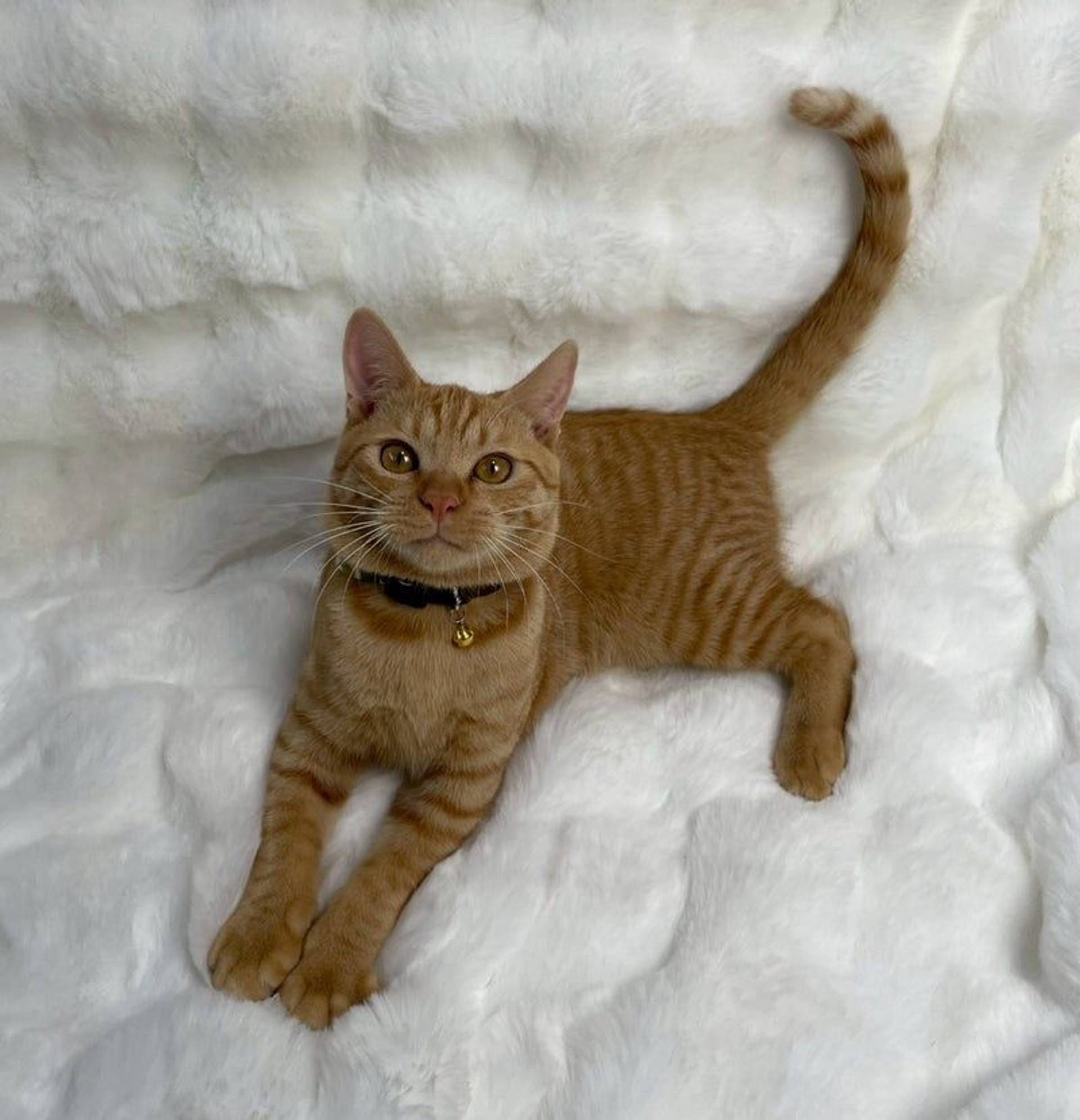 雑種（ミックス猫）・オスの里親募集の写真
