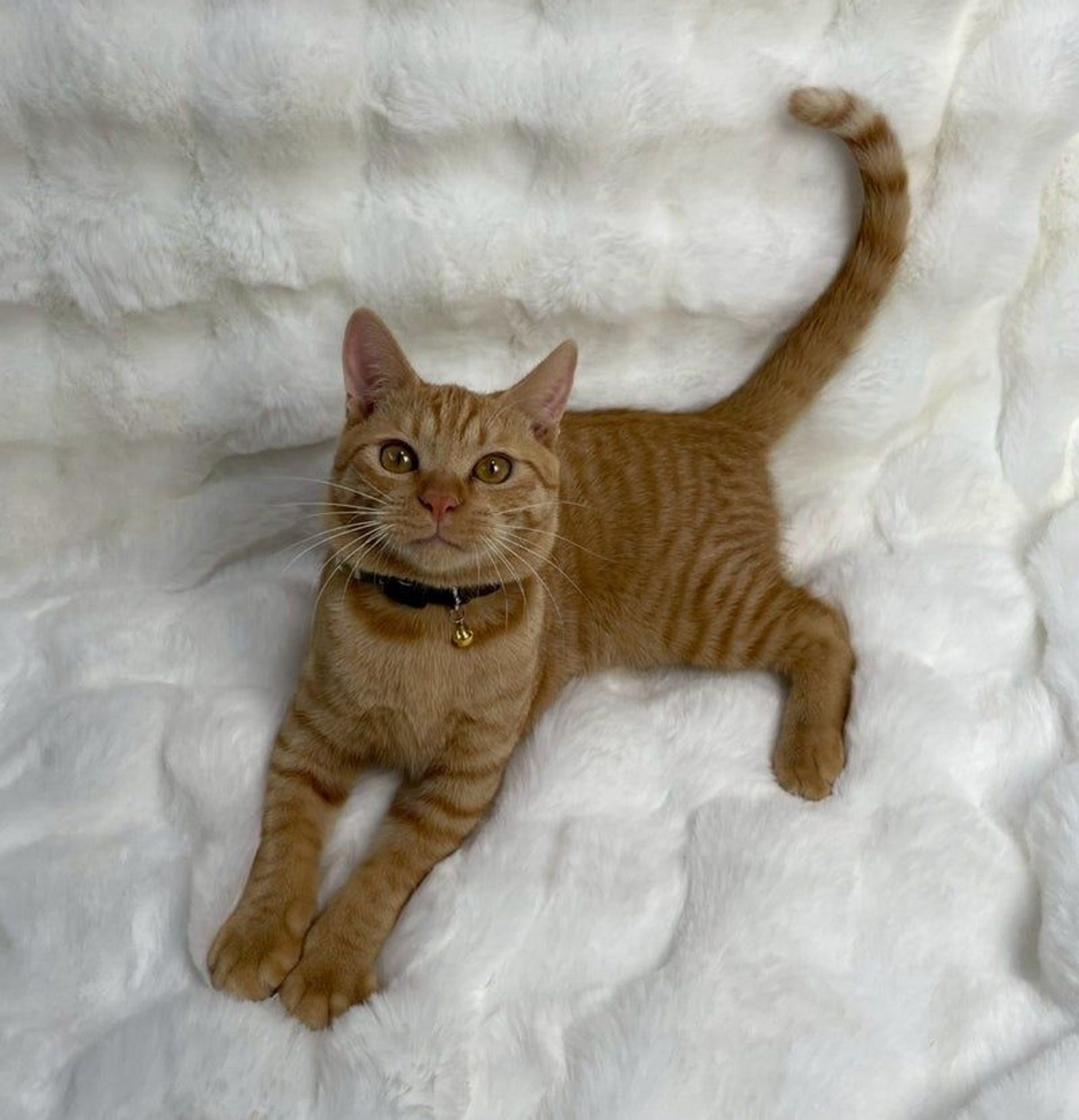 雑種（ミックス猫）・オスの里親募集の写真