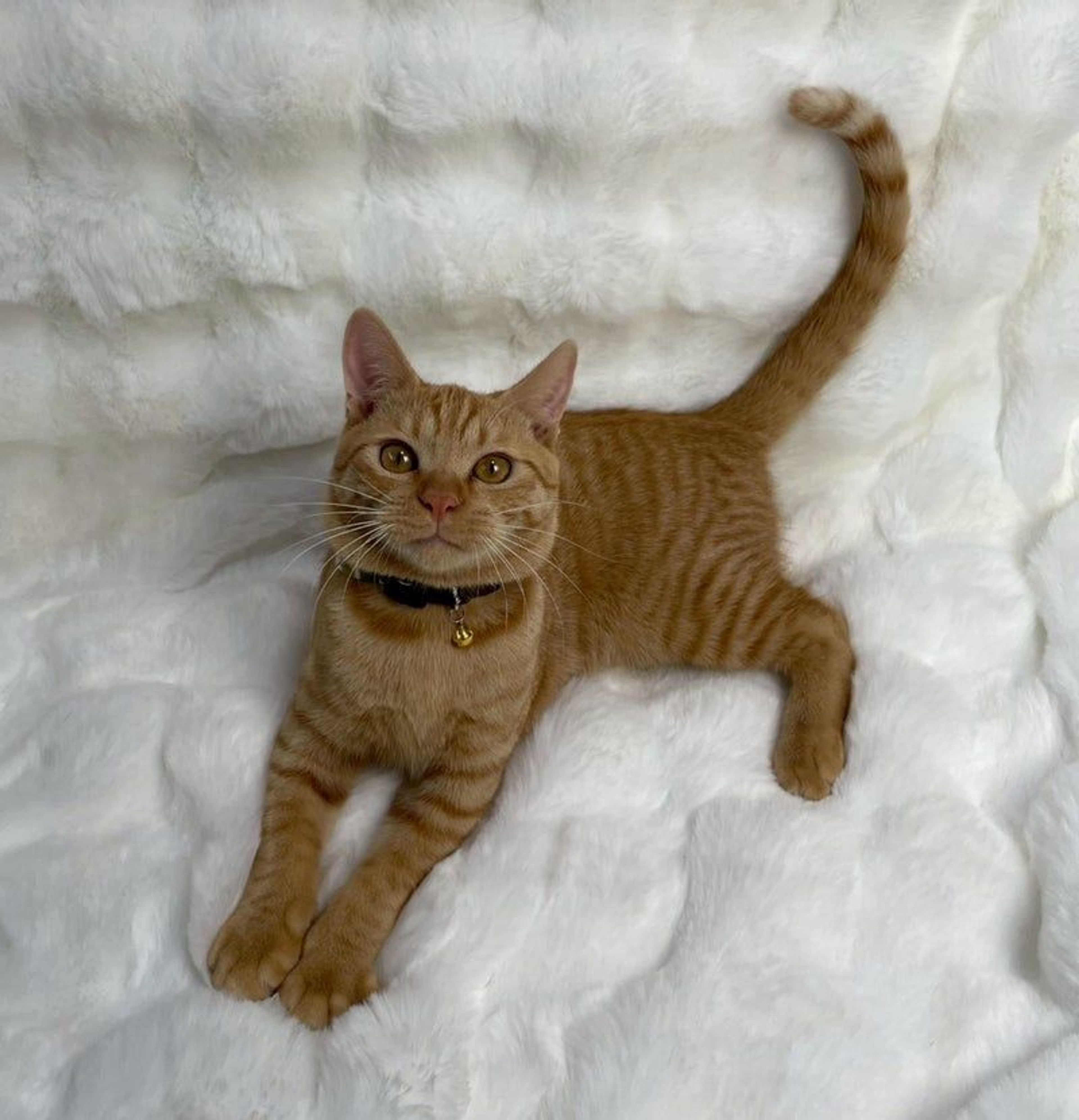 雑種（ミックス猫）・オスの里親募集の写真