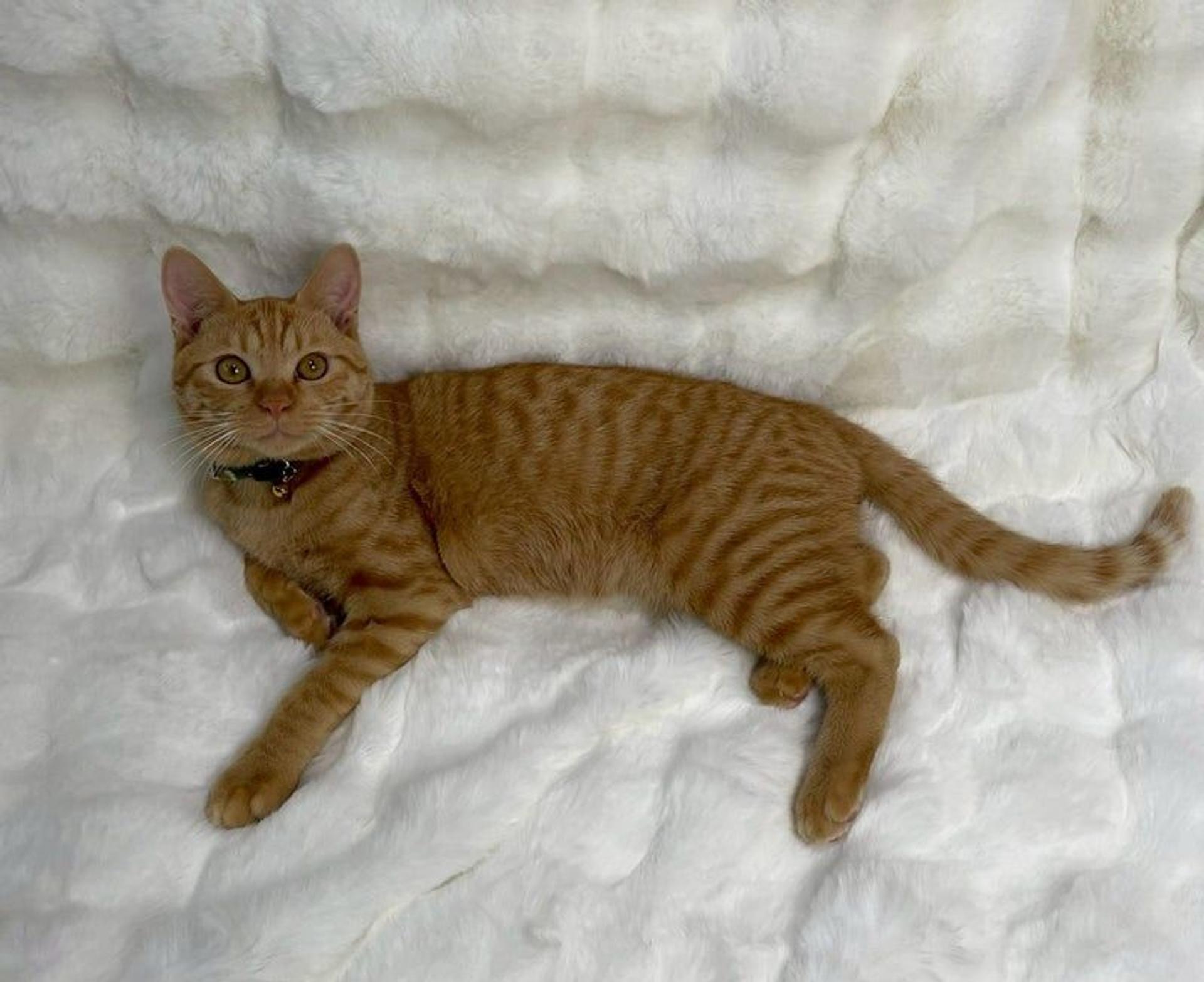 pet-image-4