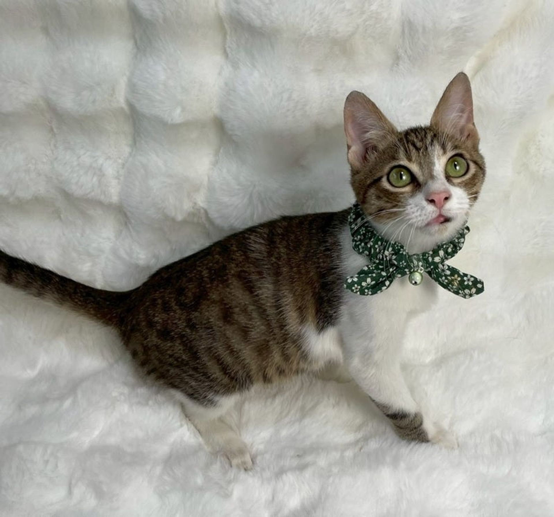 雑種（ミックス猫）・オスの里親募集の写真