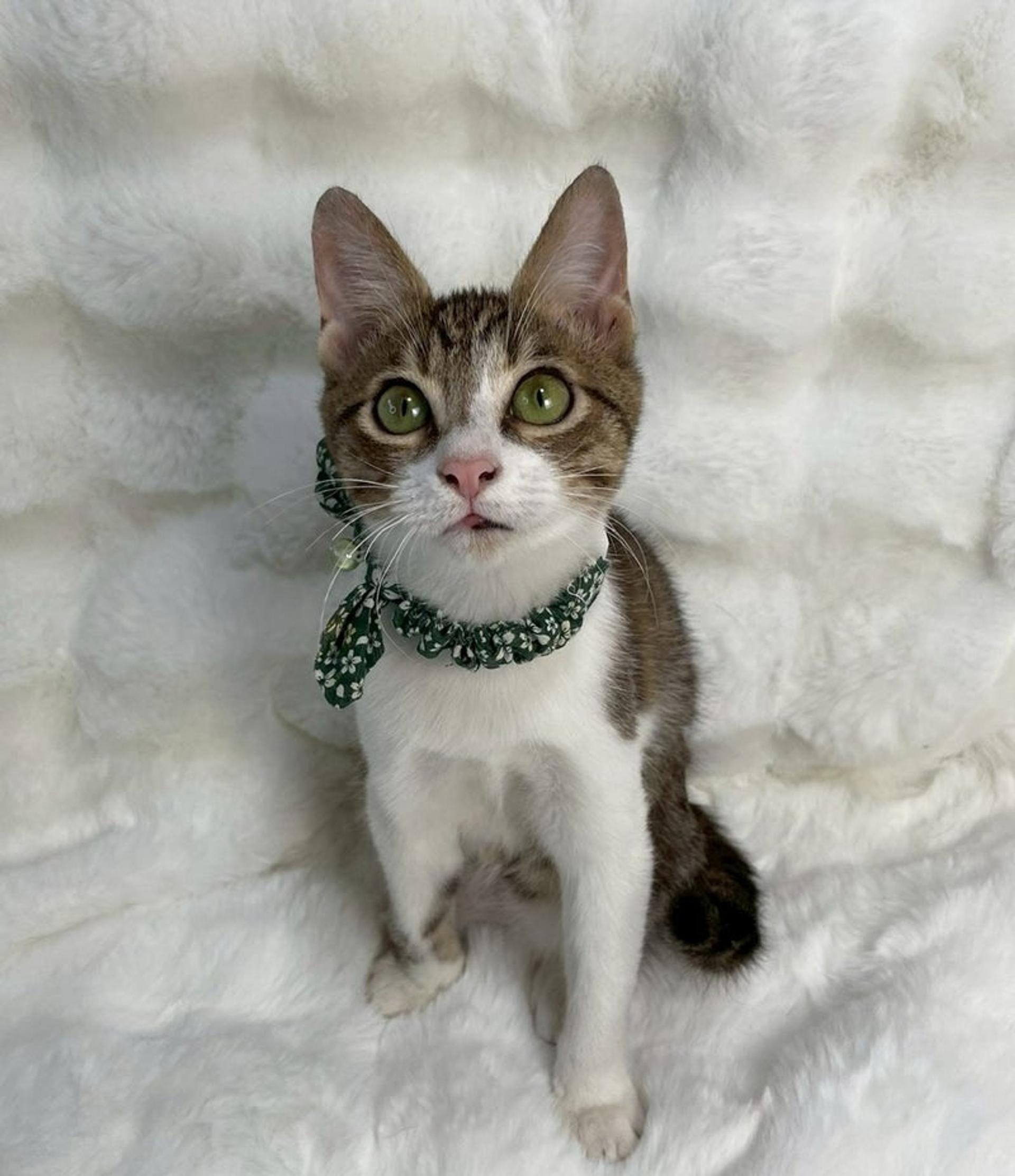 pet-image-4