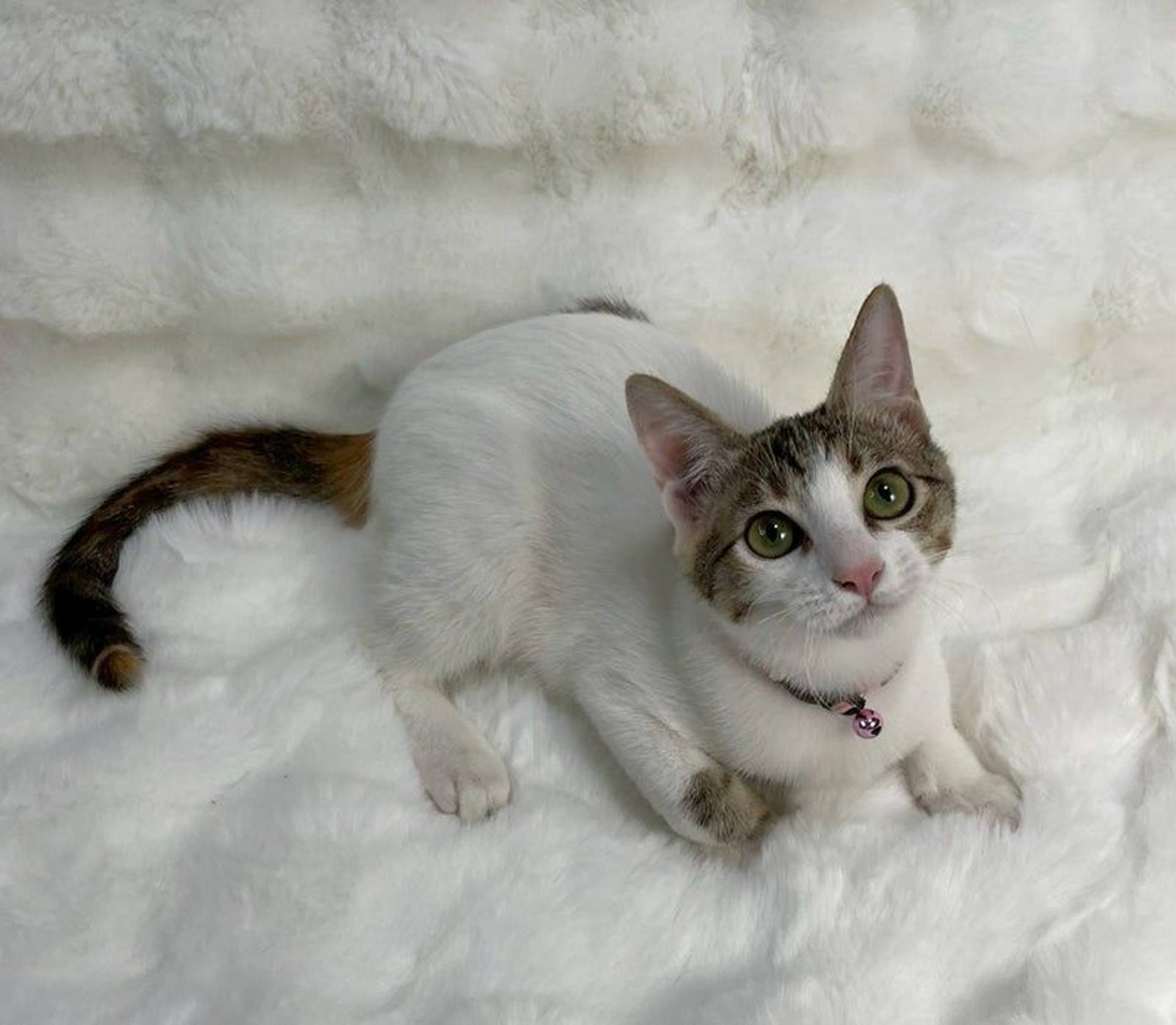 雑種（ミックス猫）・メスの里親募集の写真