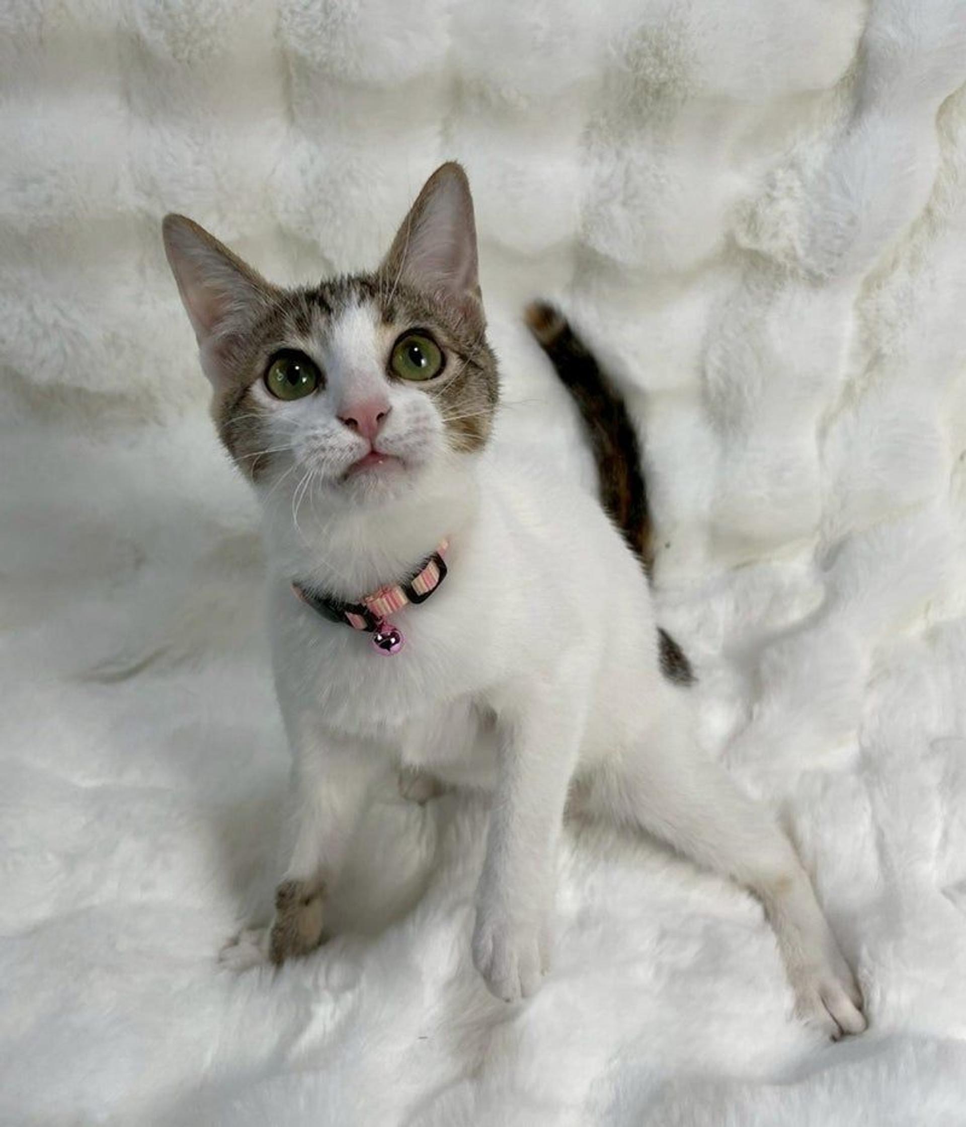 pet-image-3