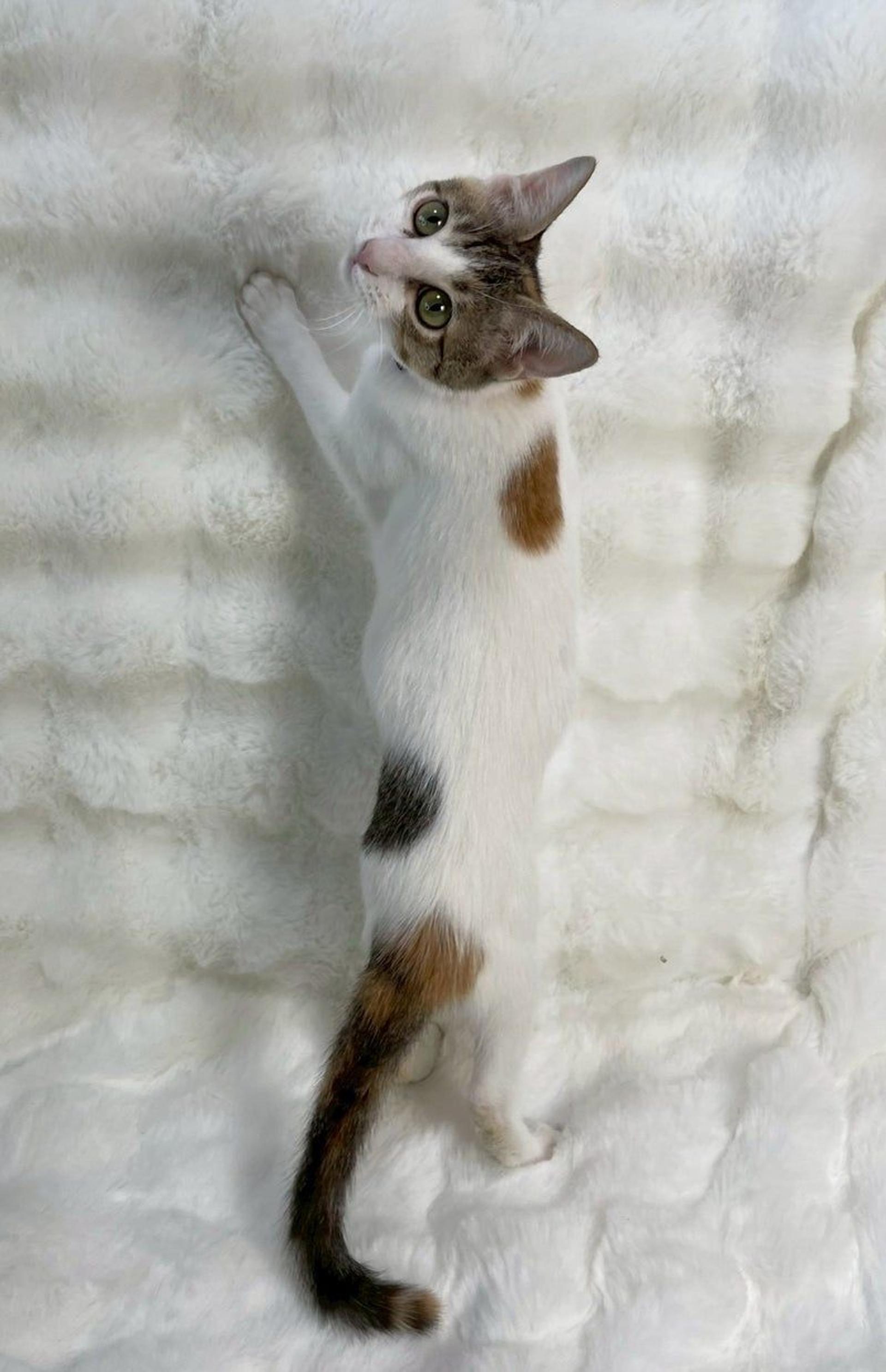 pet-image-4