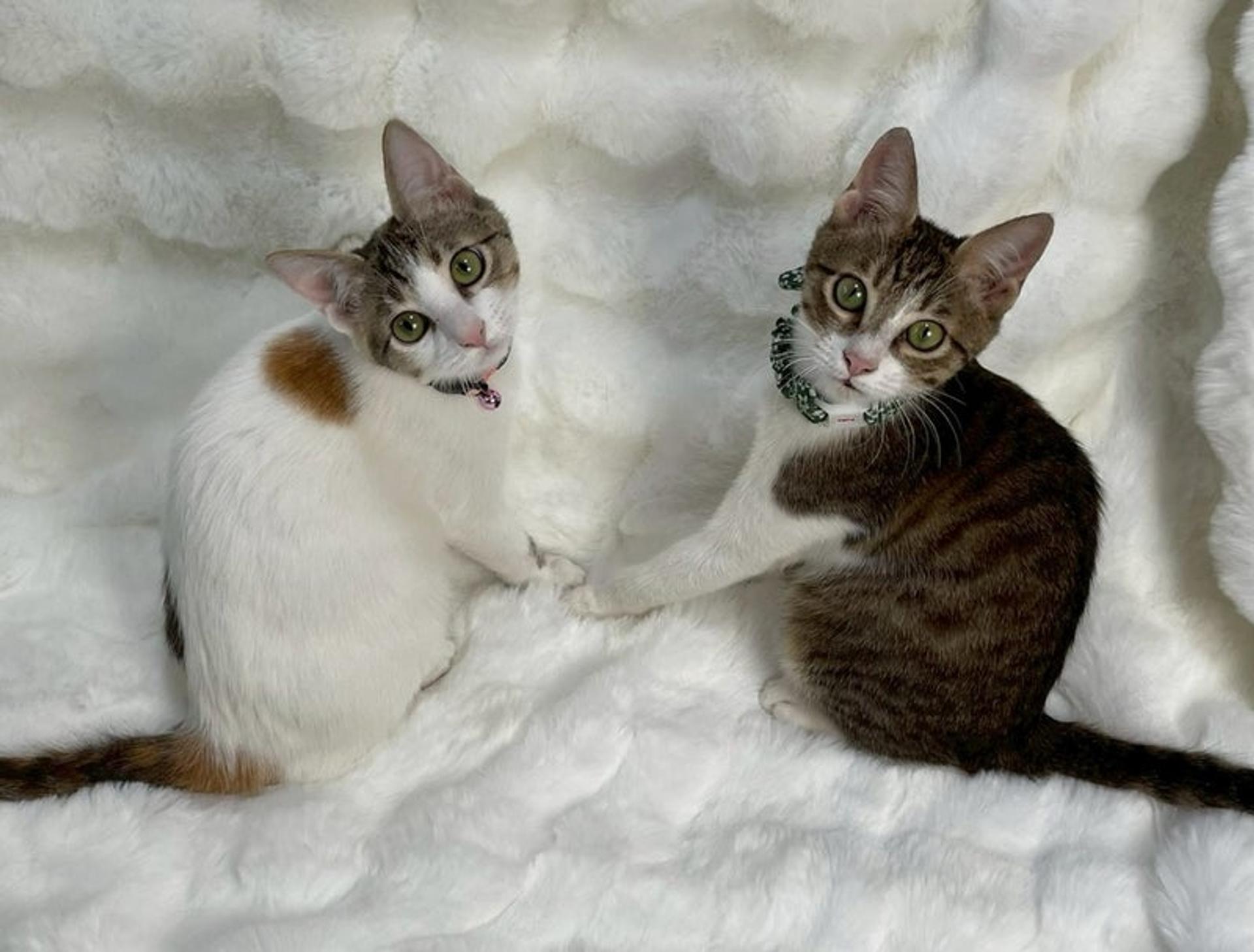 pet-image-5