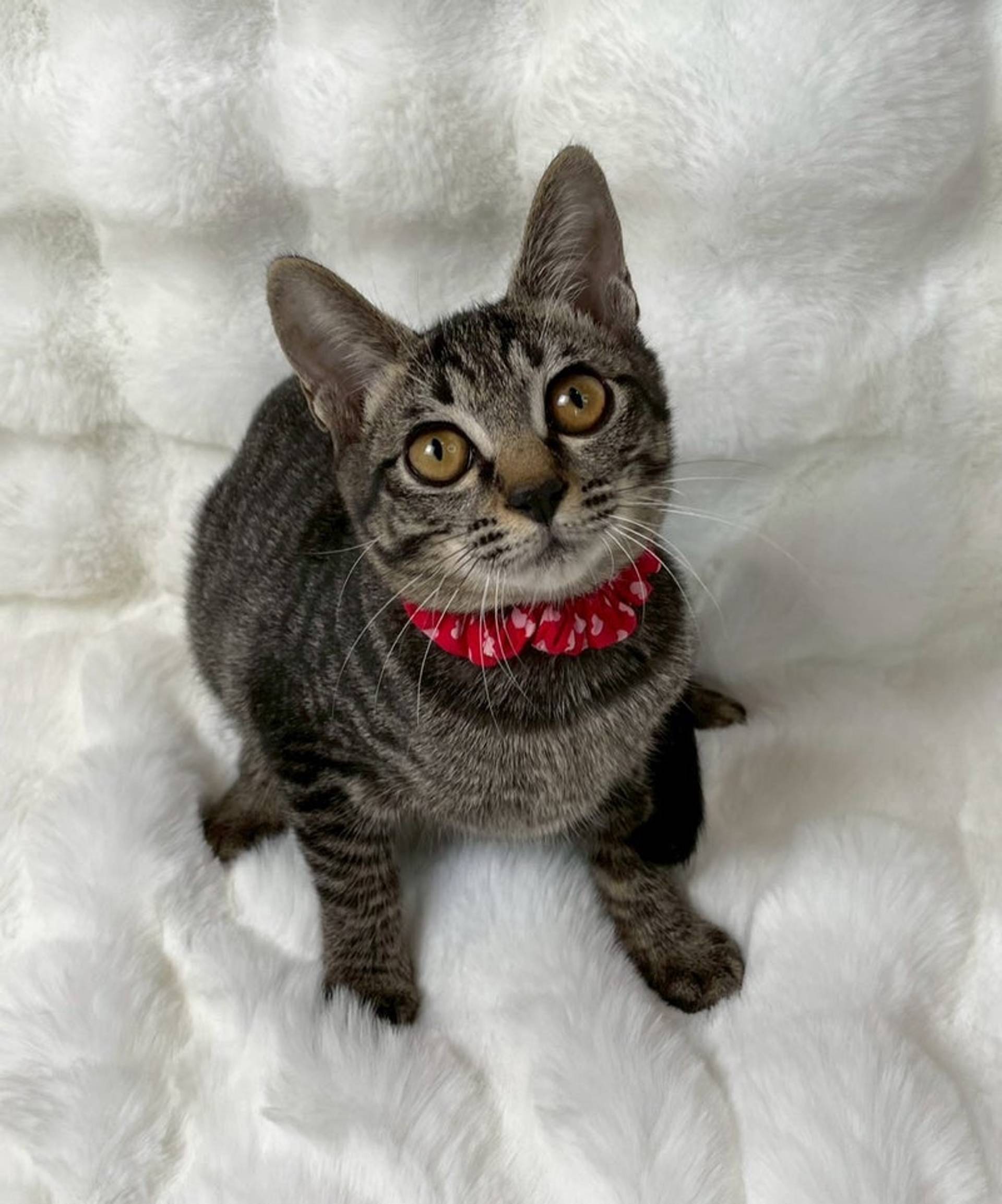 雑種（ミックス猫）・メスの里親募集の写真