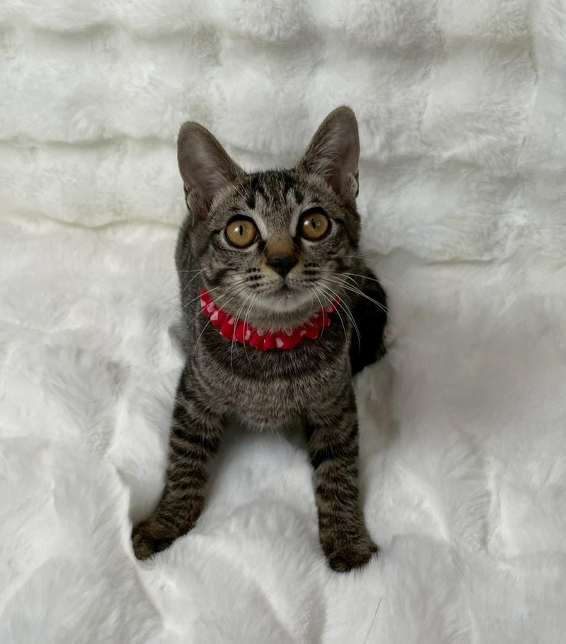 pet-image-4