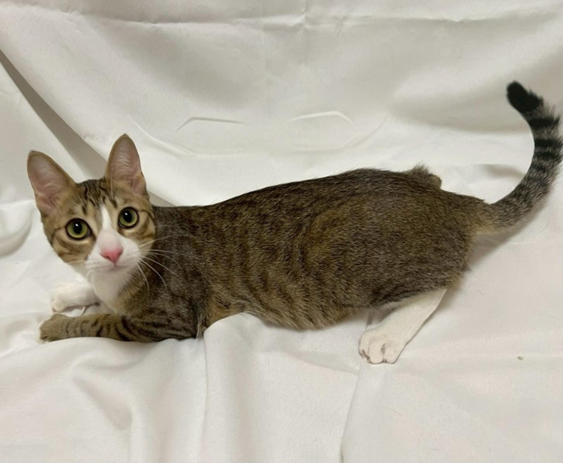 pet-image-3