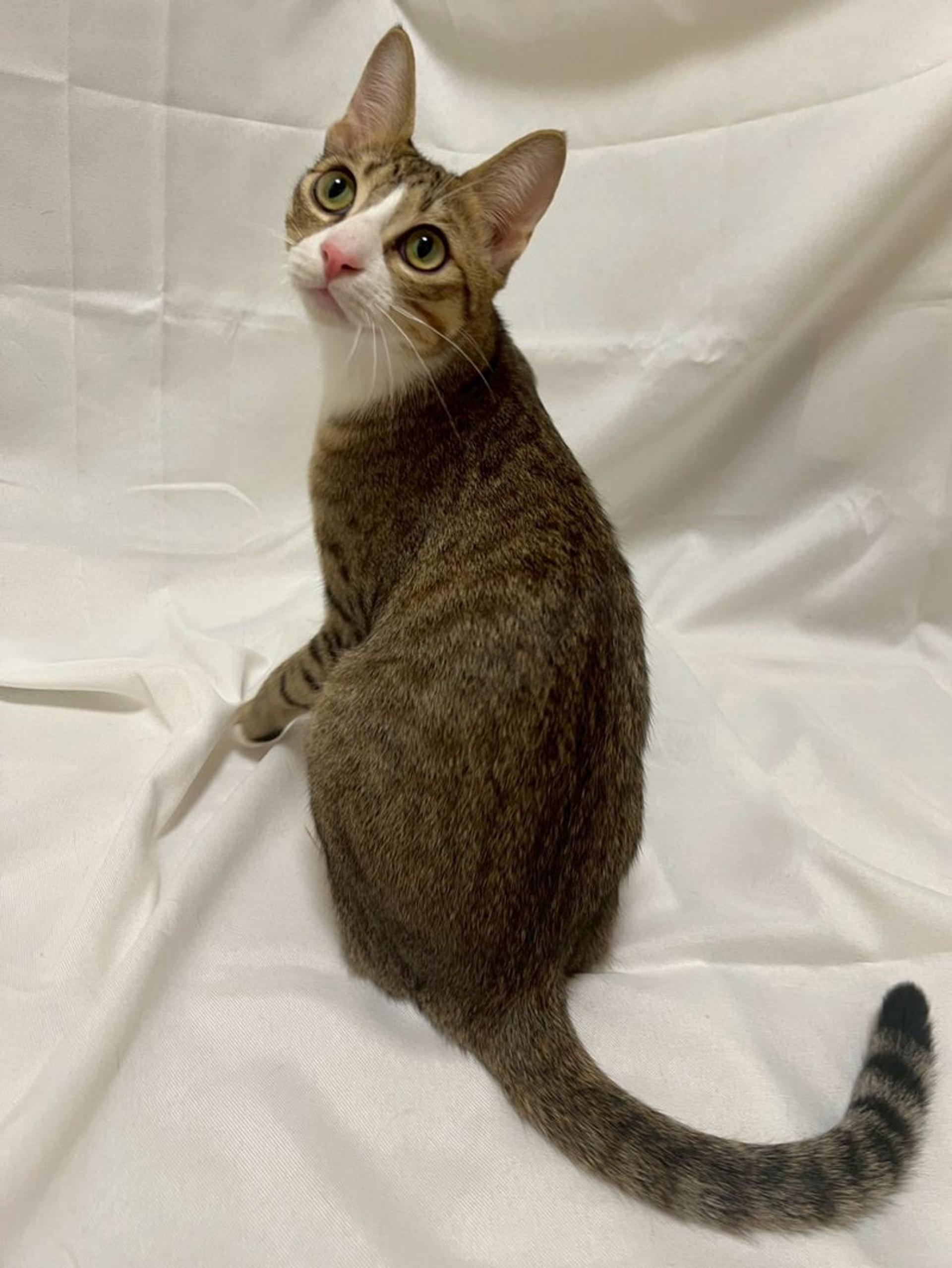 pet-image-4