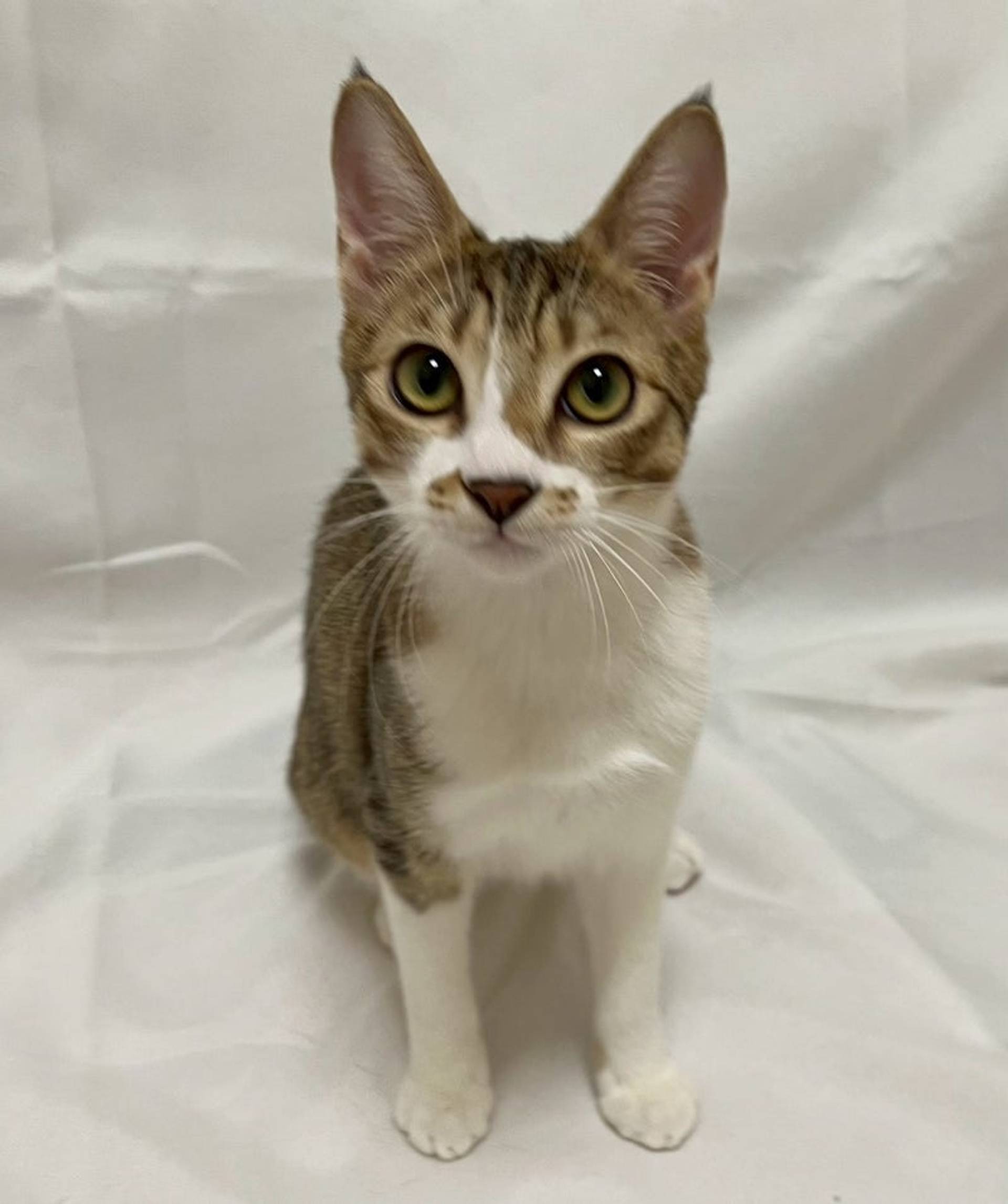 雑種（ミックス猫）・オスの里親募集の写真