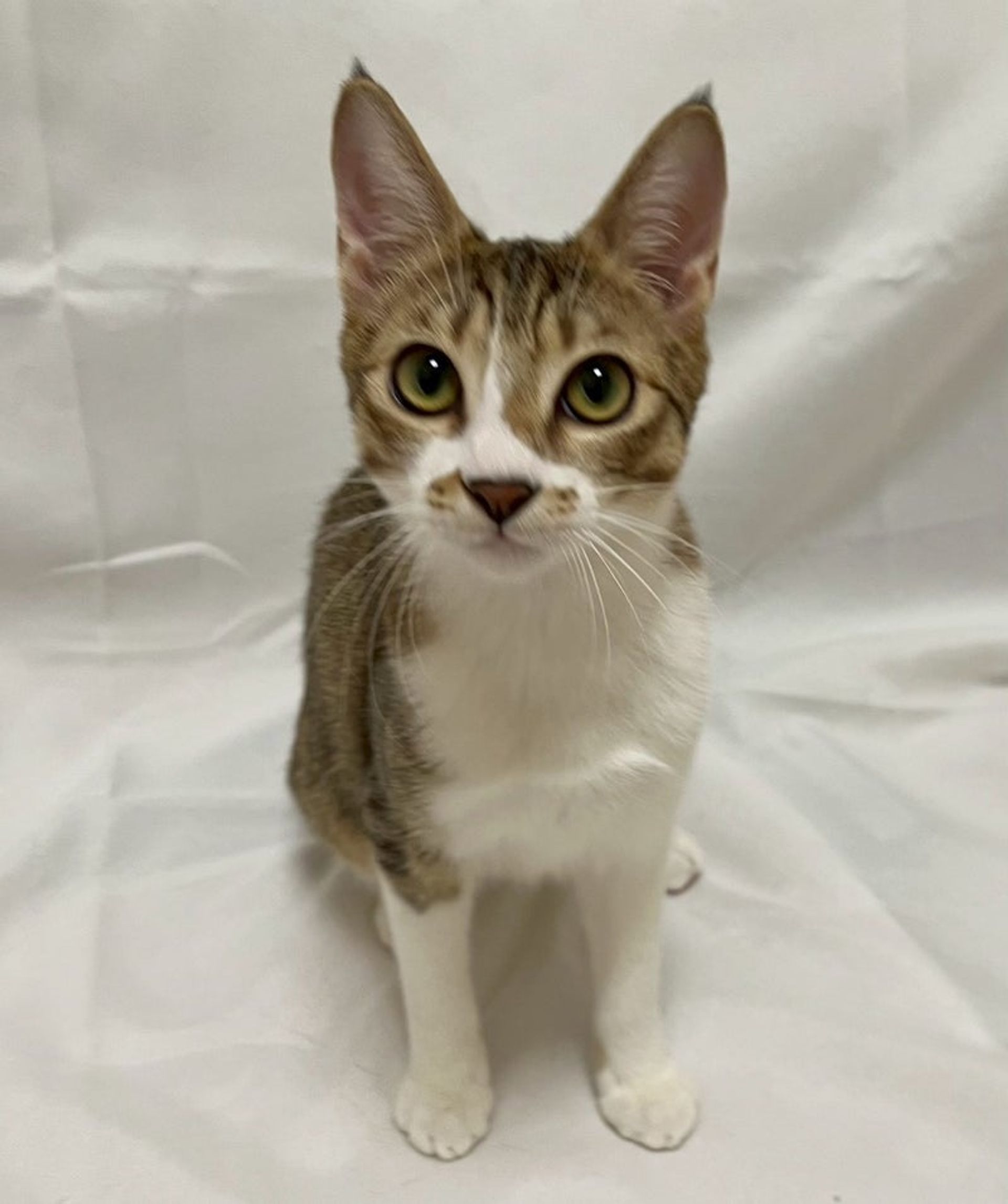 雑種（ミックス猫）・オスの里親募集の写真