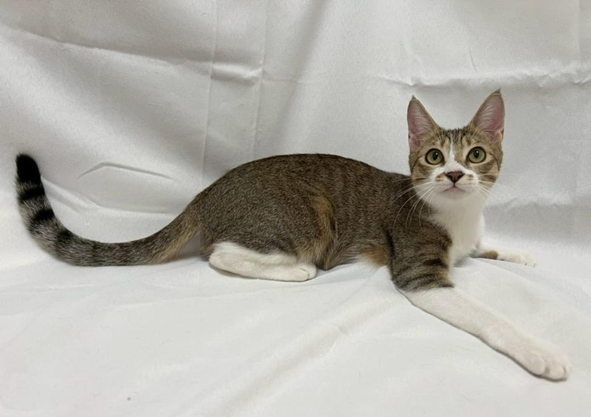 pet-image-3