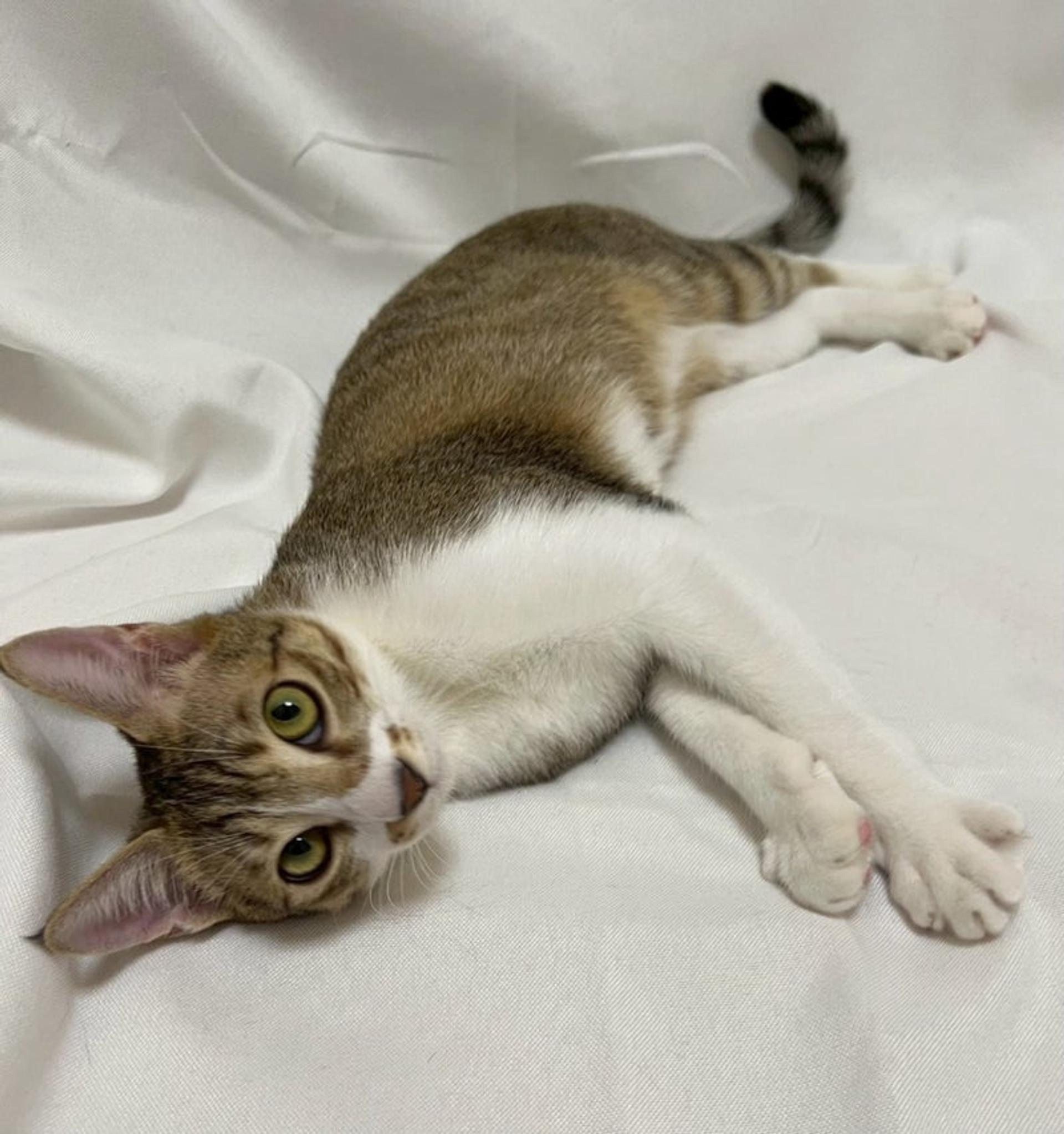 pet-image-4