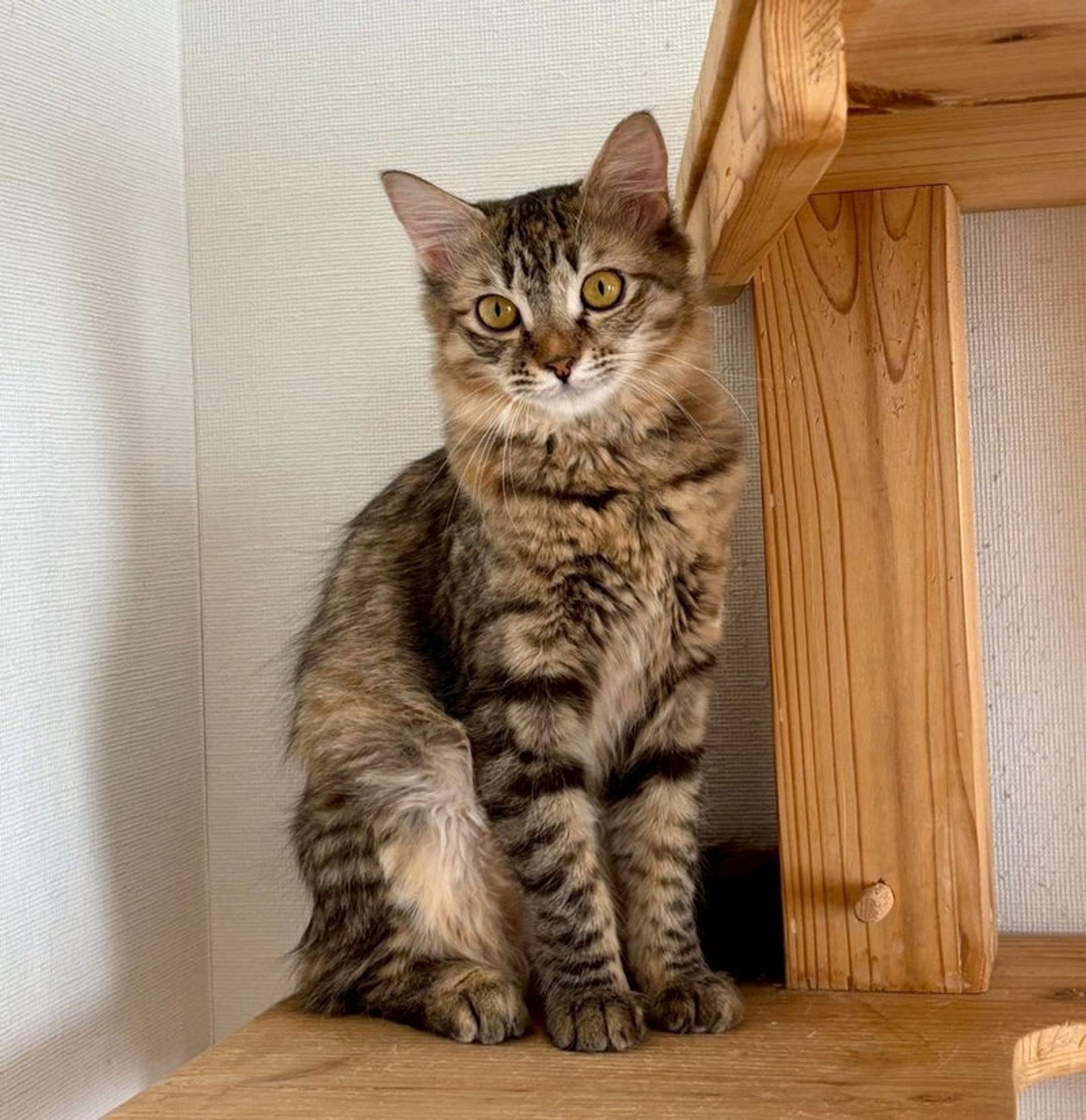 雑種（ミックス猫）・メスの里親募集の写真