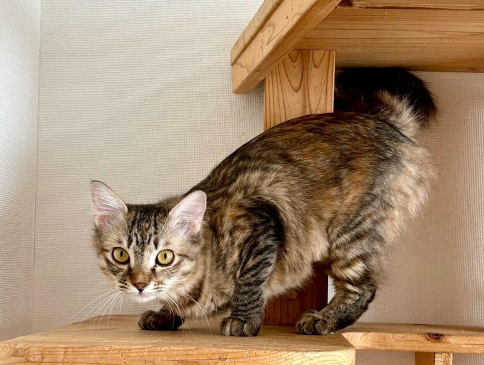 pet-image-2
