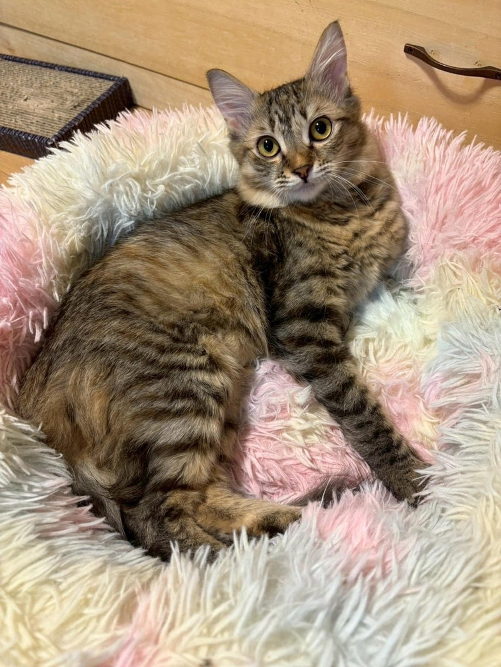 pet-image-3