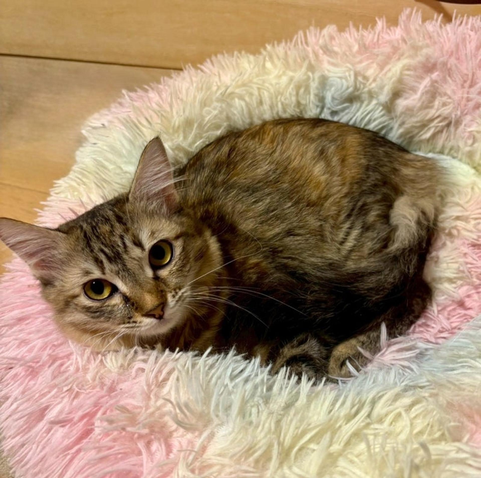 pet-image-4
