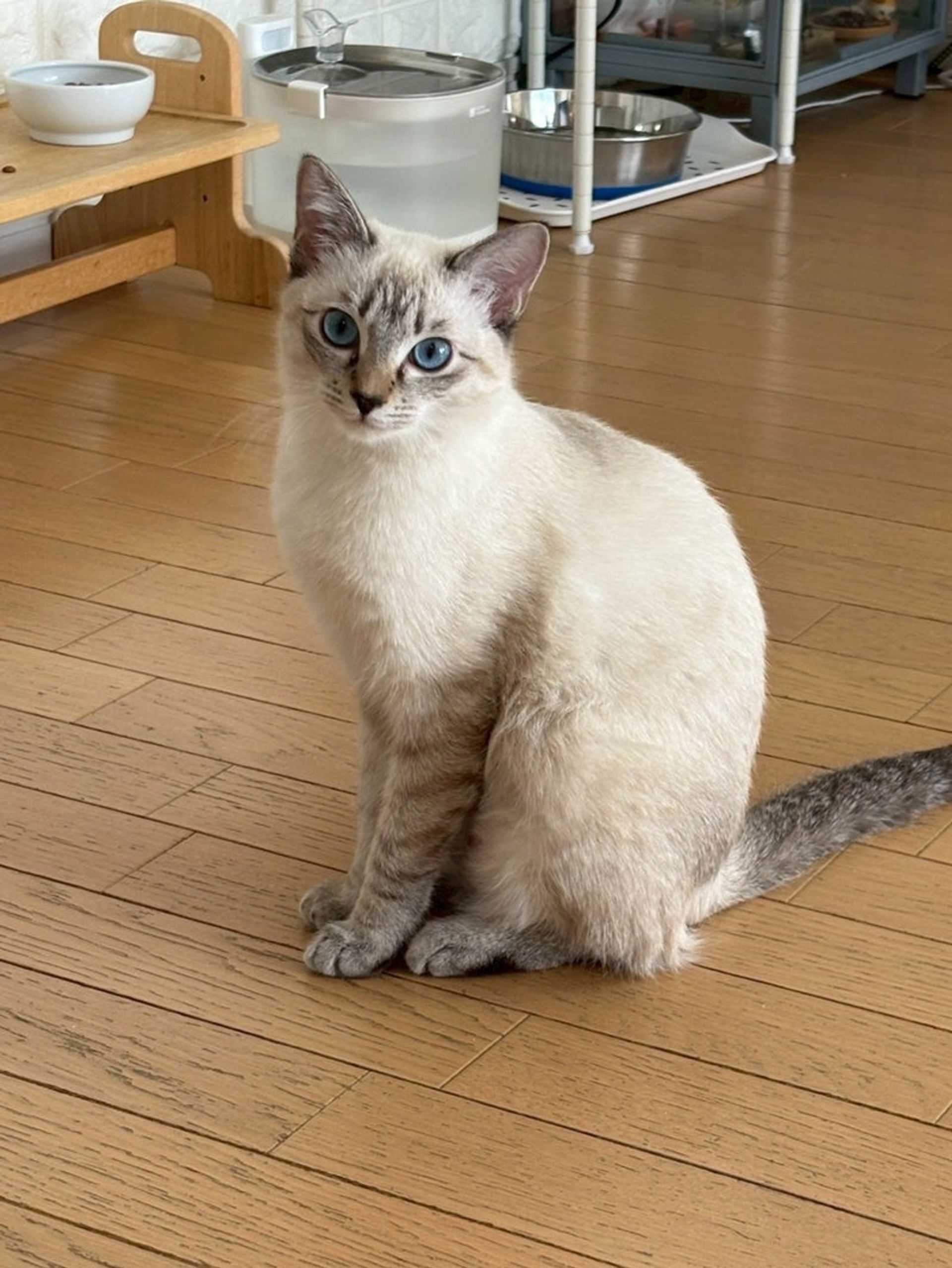 雑種（ミックス猫）・メスの里親募集の写真