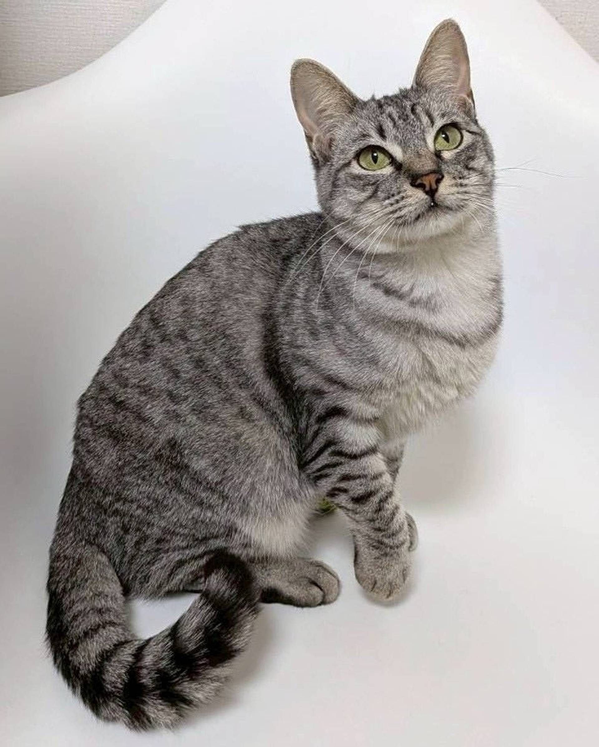 雑種（ミックス猫）・メスの里親募集の写真