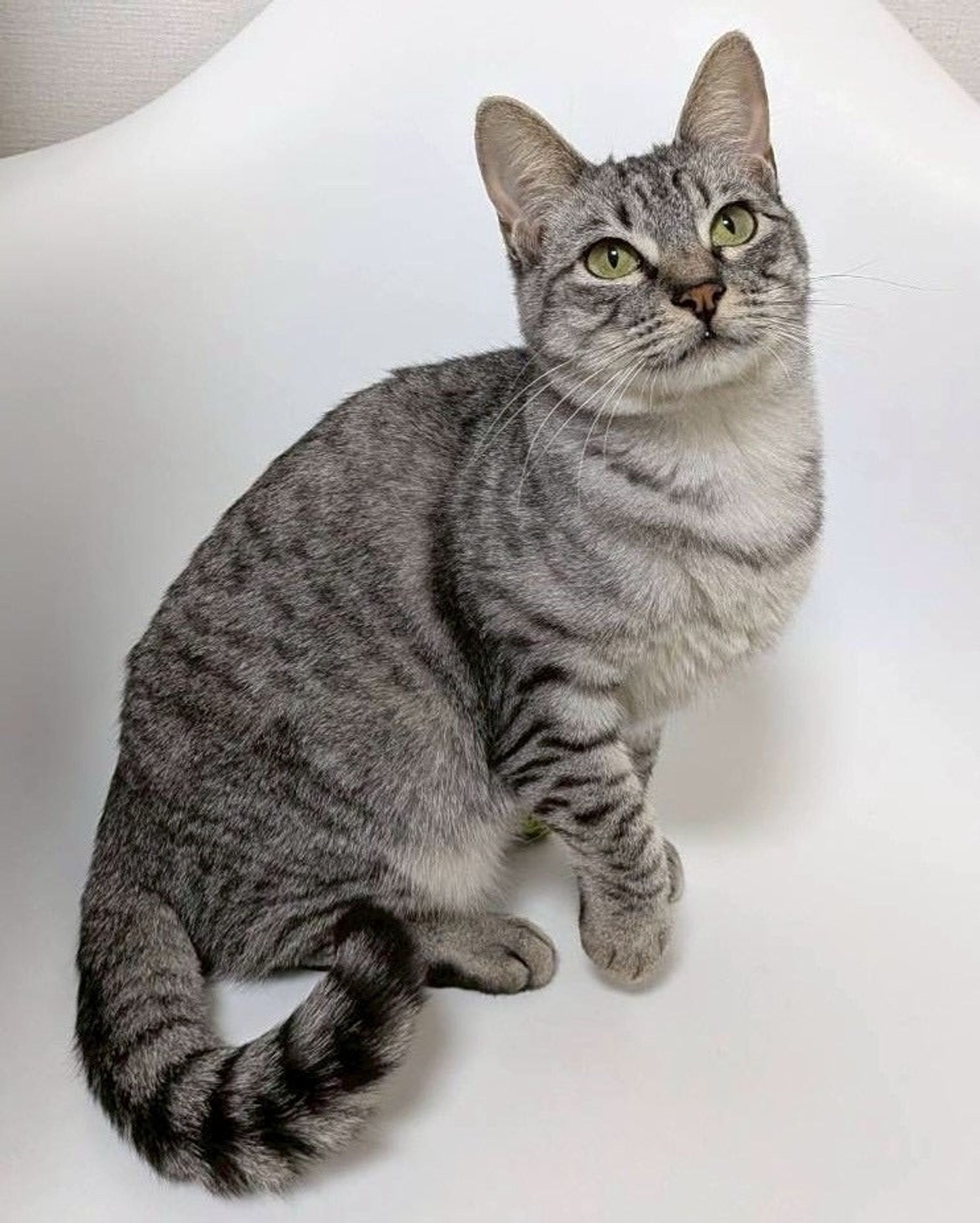 雑種（ミックス猫）・メスの里親募集の写真