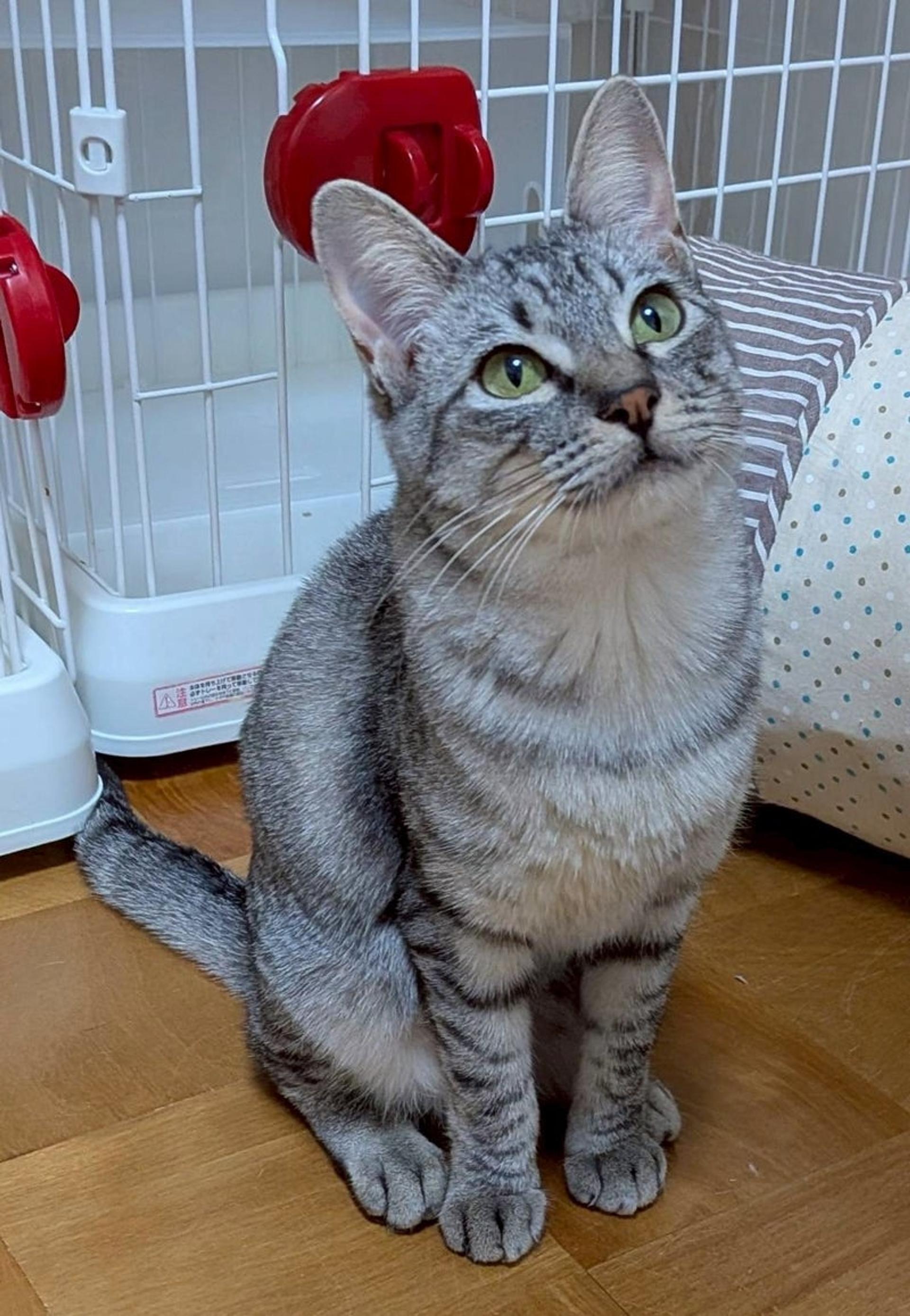 pet-image-4