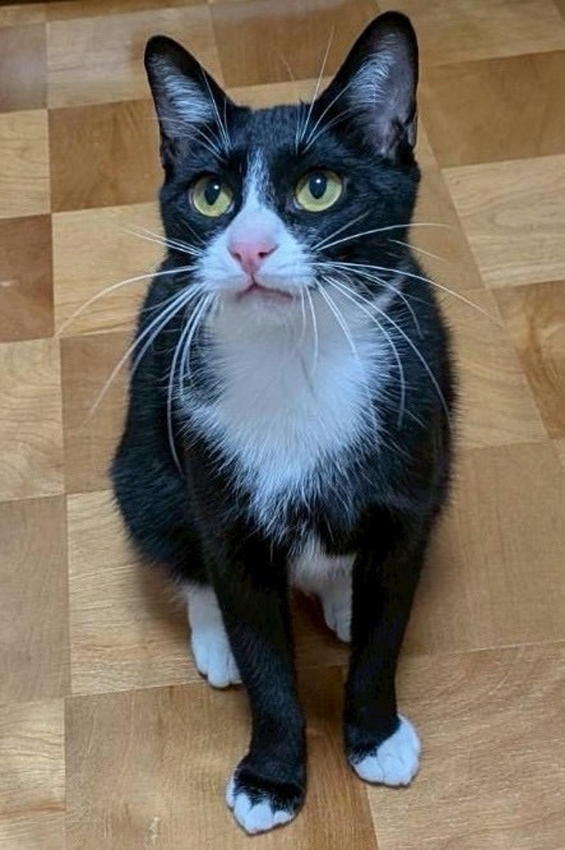 pet-image-2