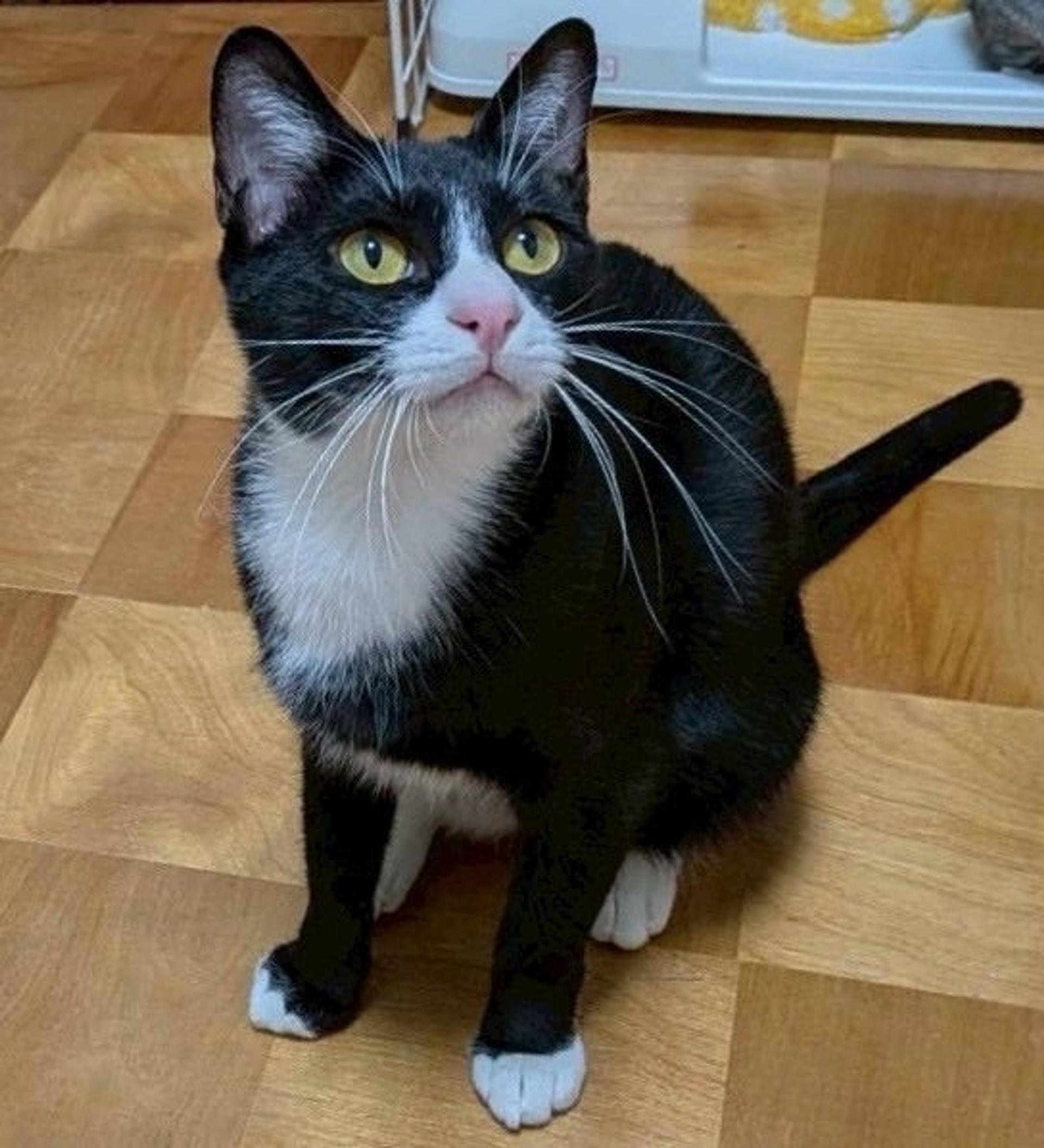 pet-image-3