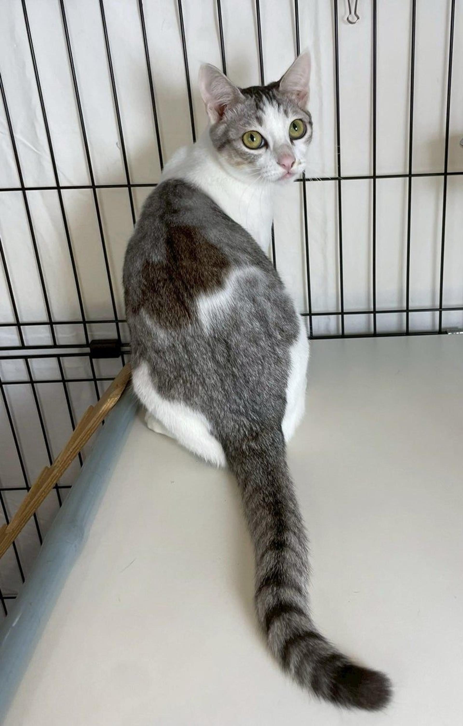 pet-image-3