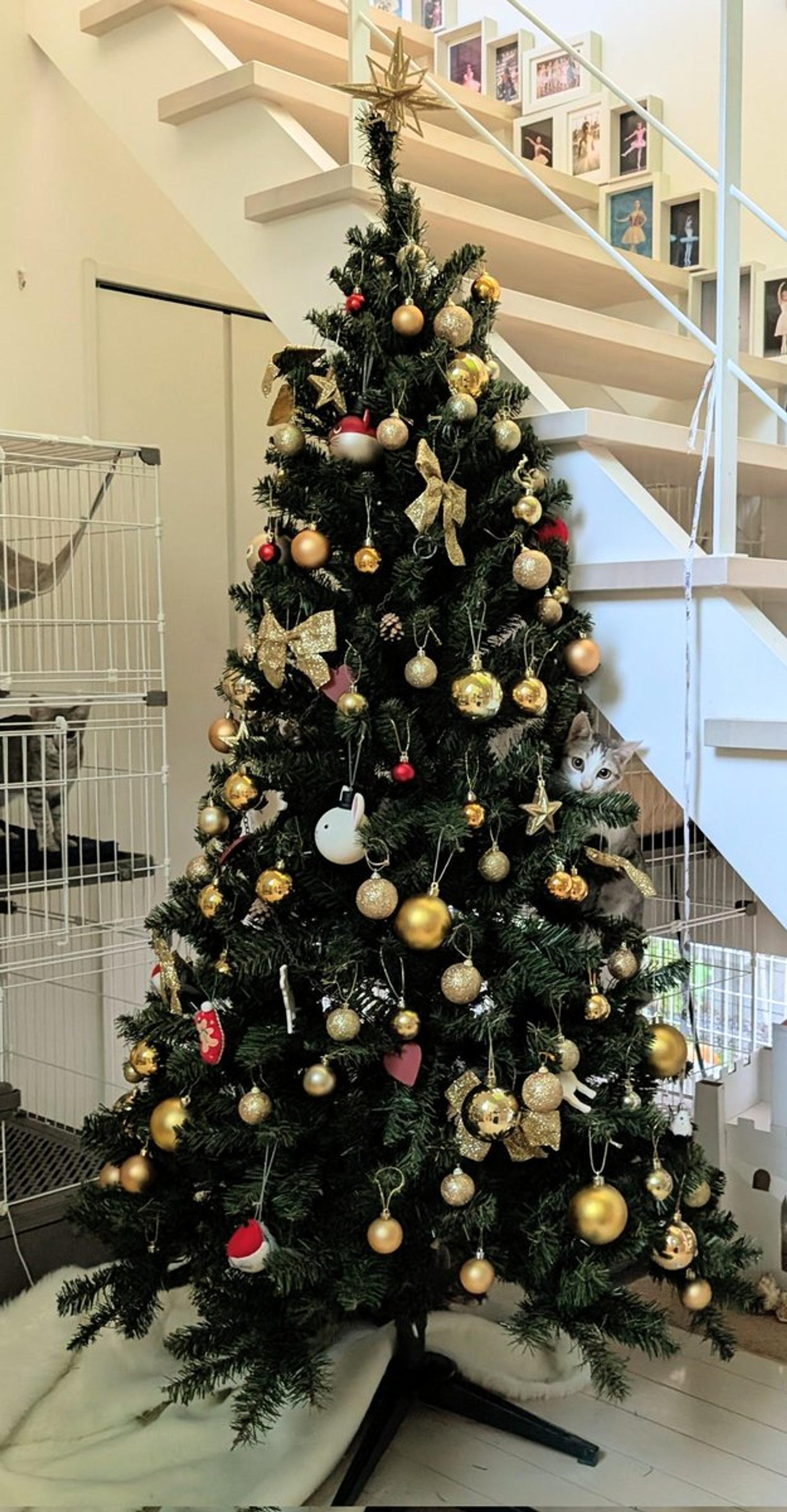pet-image-5