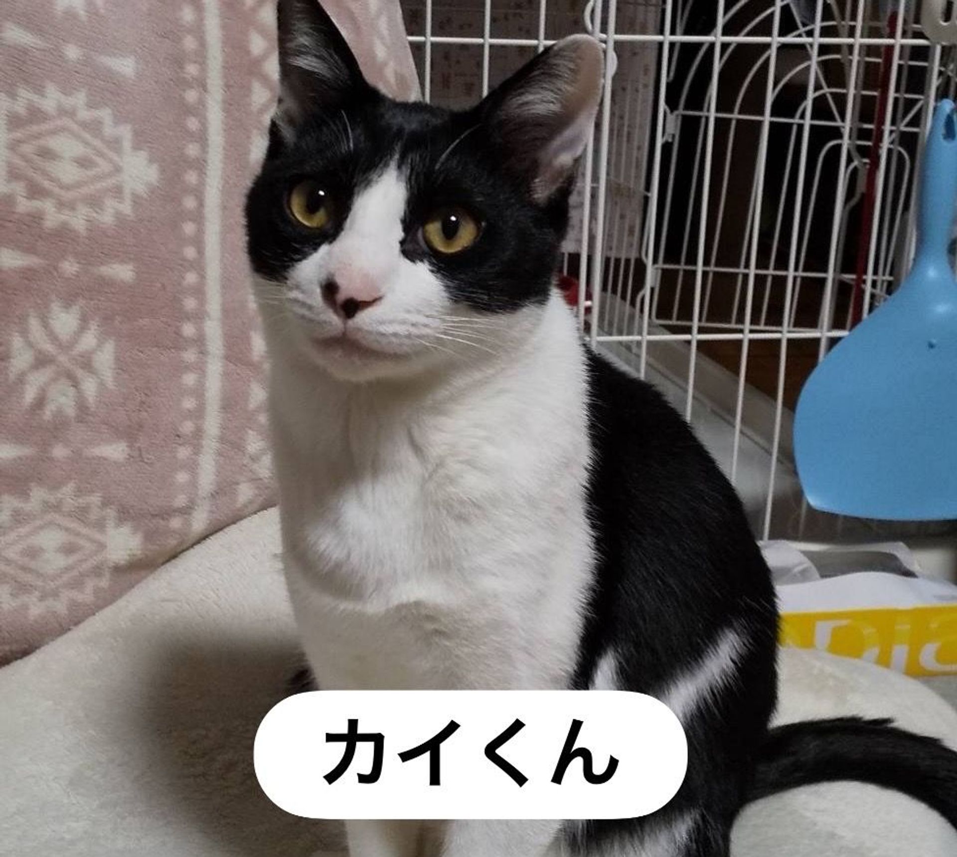日本猫・オスの里親募集の写真