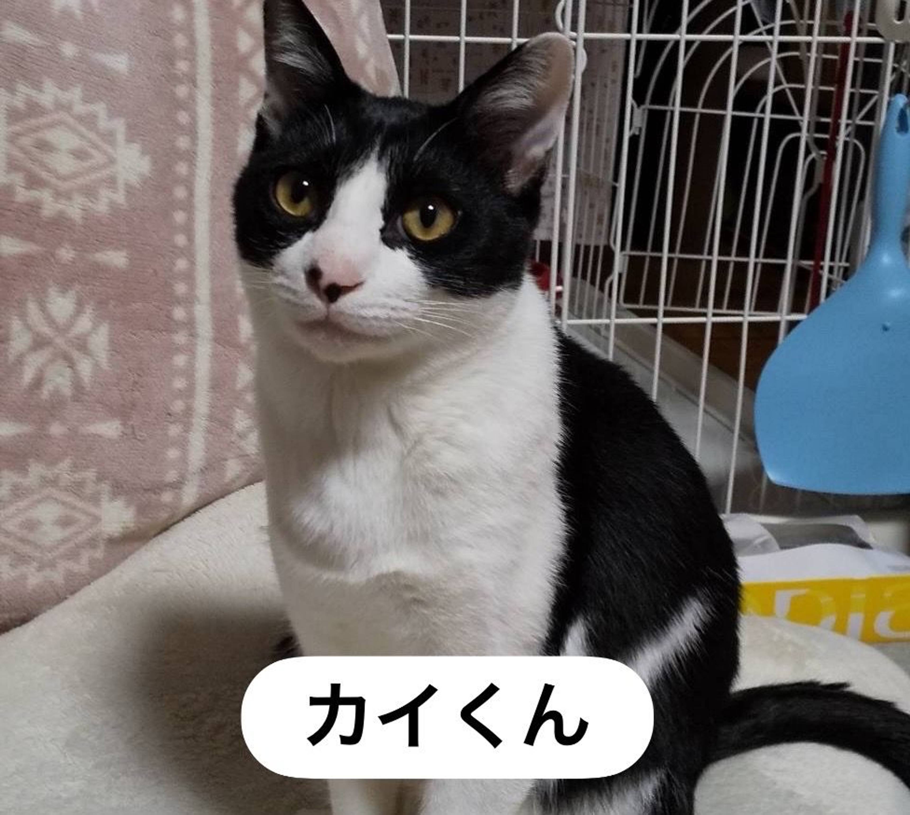 日本猫・オスの里親募集の写真