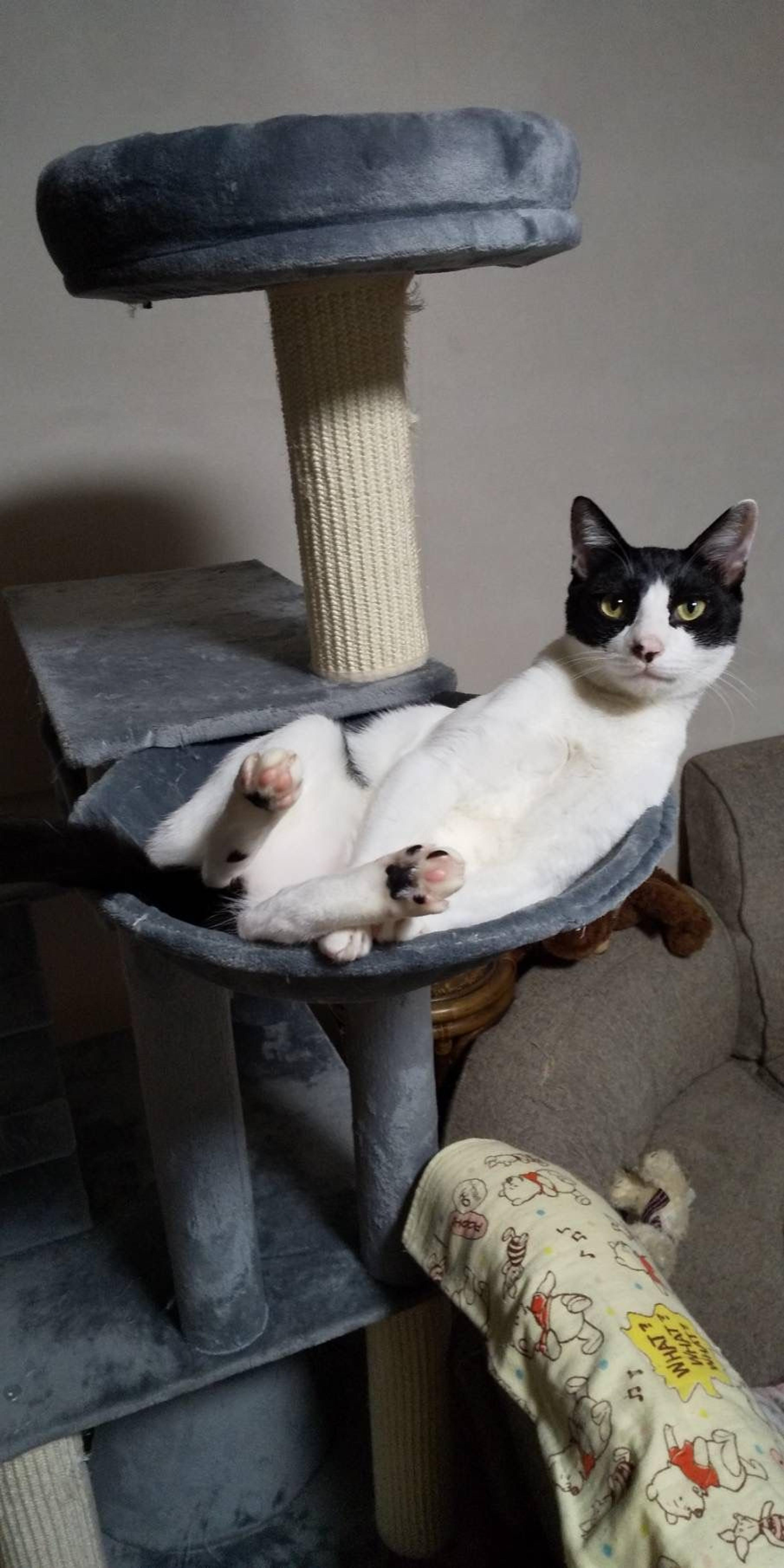 pet-image-2