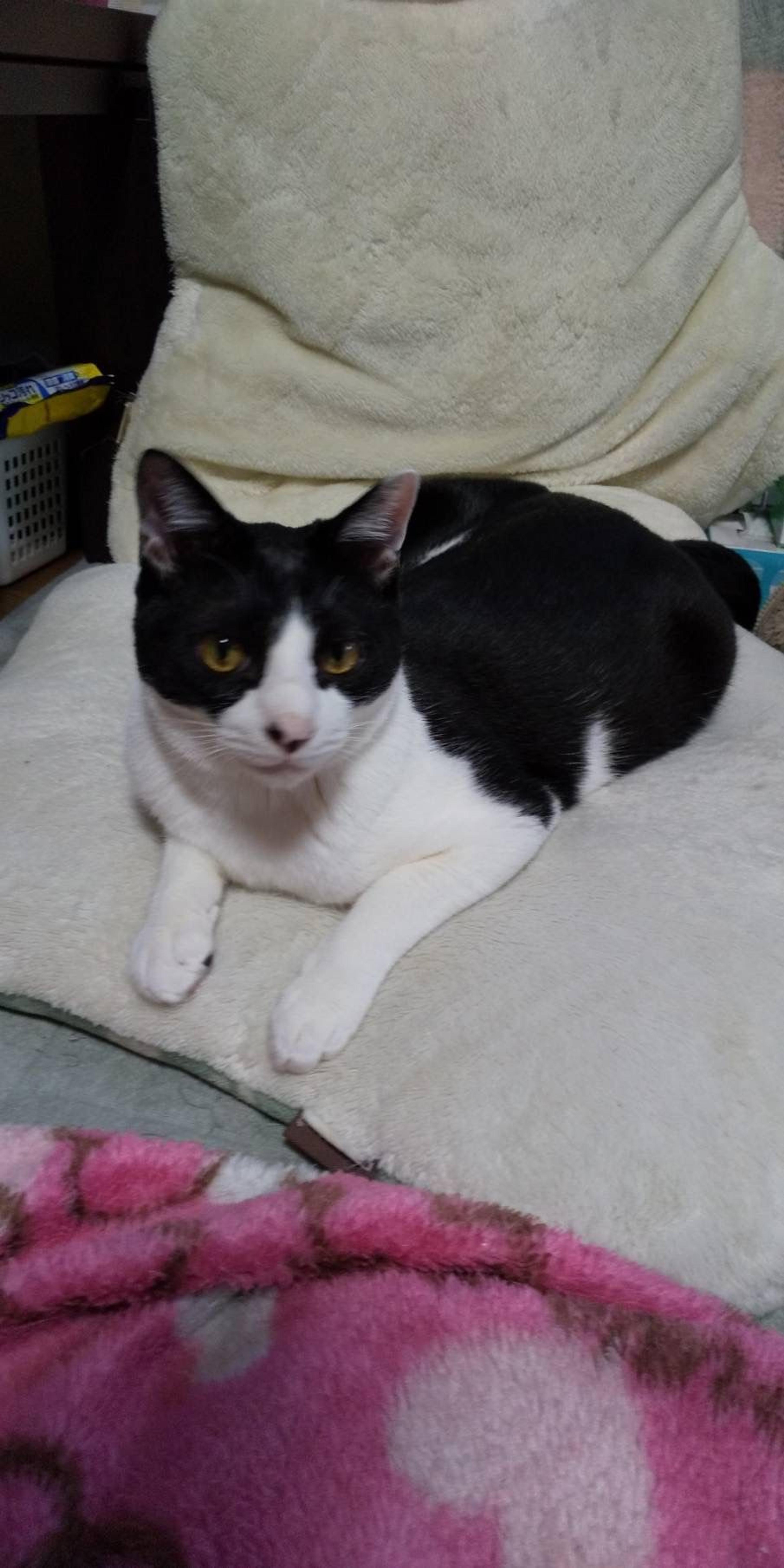 pet-image-3